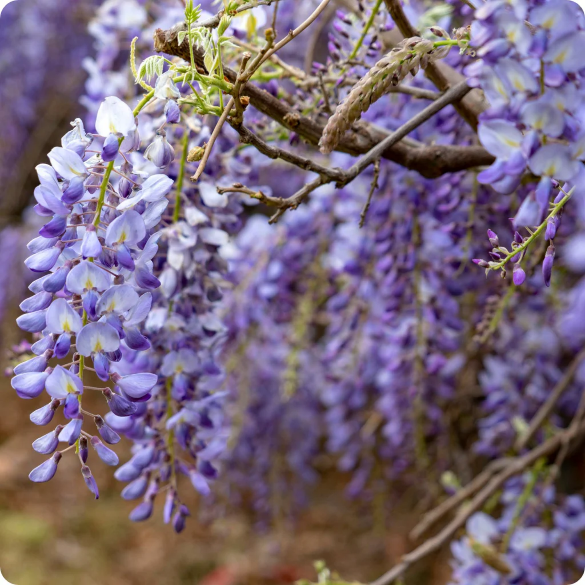 Blue Chinese Wisteria - Wisteria sinensis