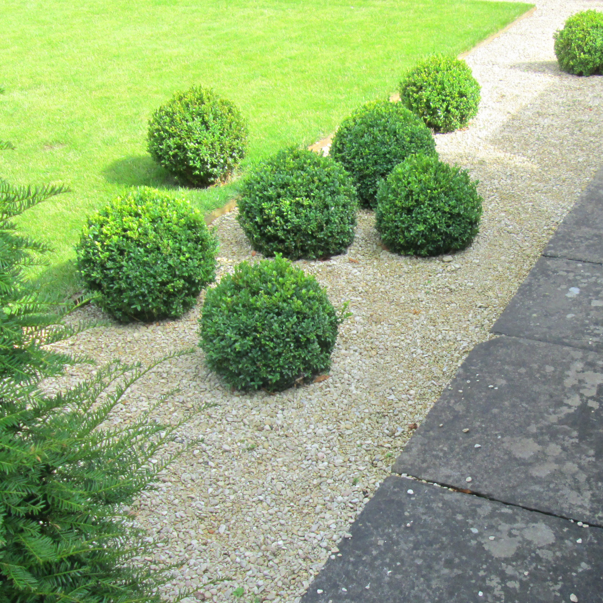 Buxus sempervirens (Boxwood) shrubs on a gravel path with grass and stone pavement in the background