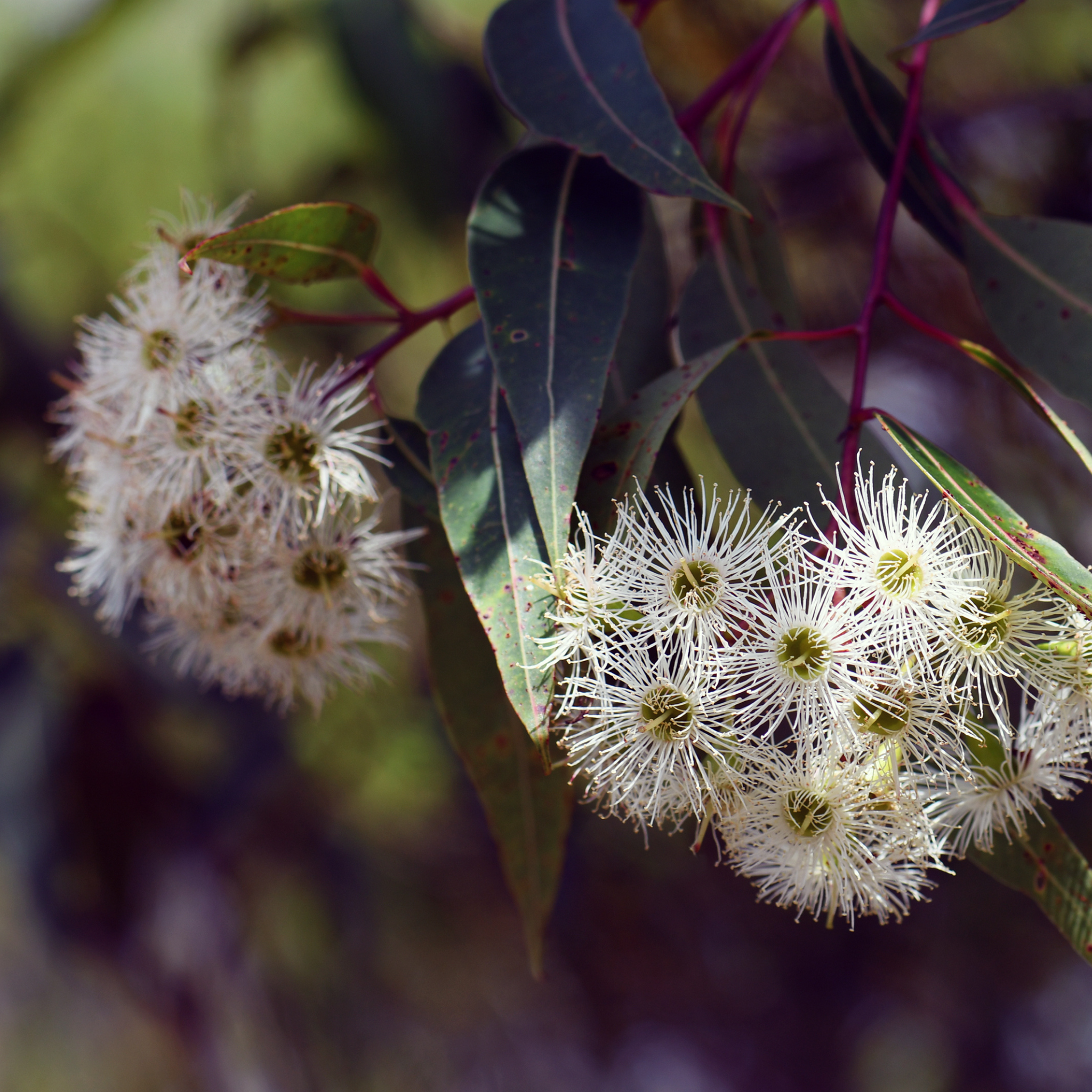 Sydney Red Gum / Smooth Barked Apple Gum / Rose Gum - Angophora costata