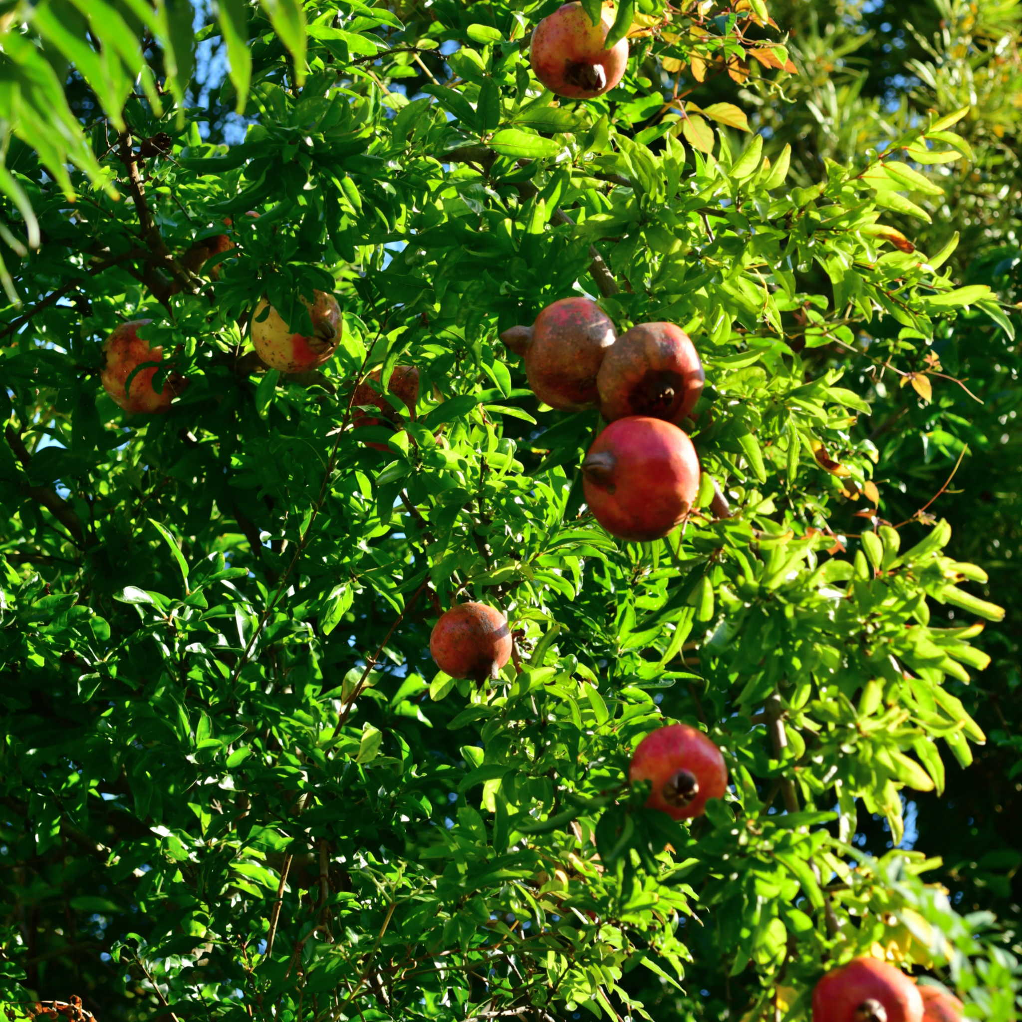 Pomegranate Tree - Punica granatum Wonderful