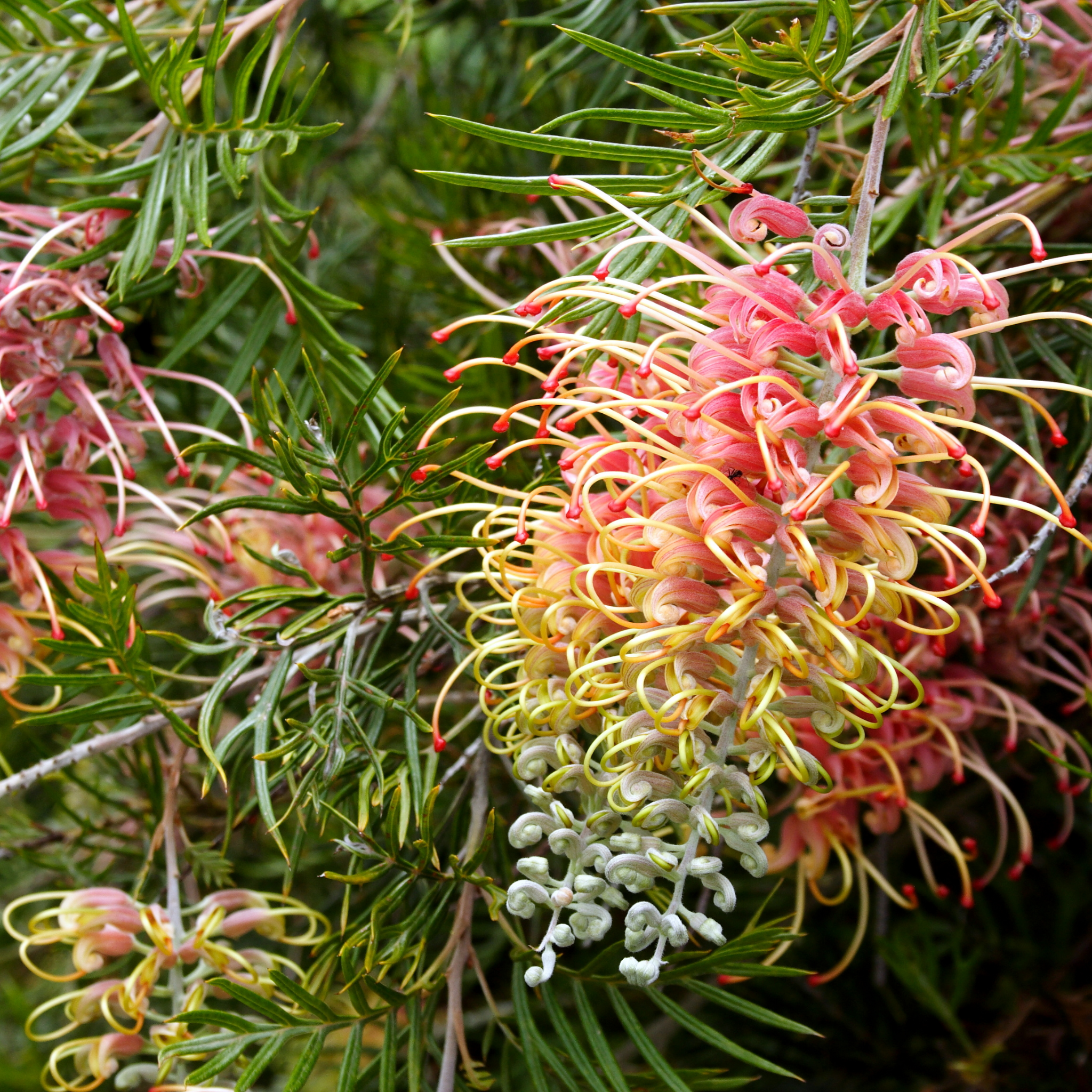 Grevillea 'Superb' - Grevillea banksii bipinnatifida Superb