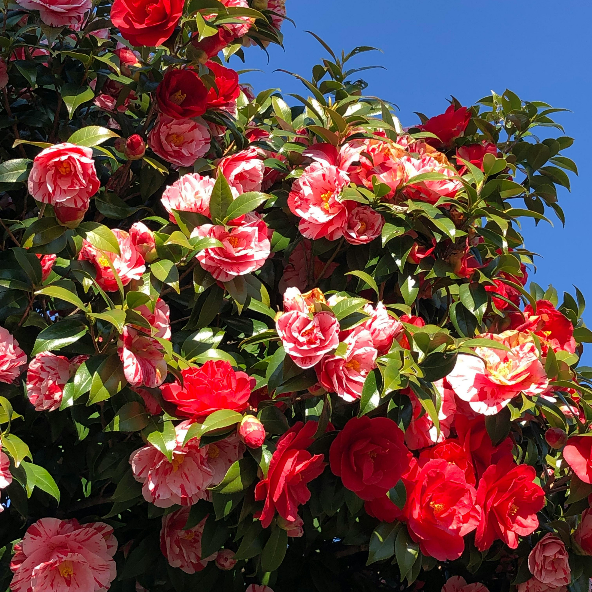 Camellia Assorted