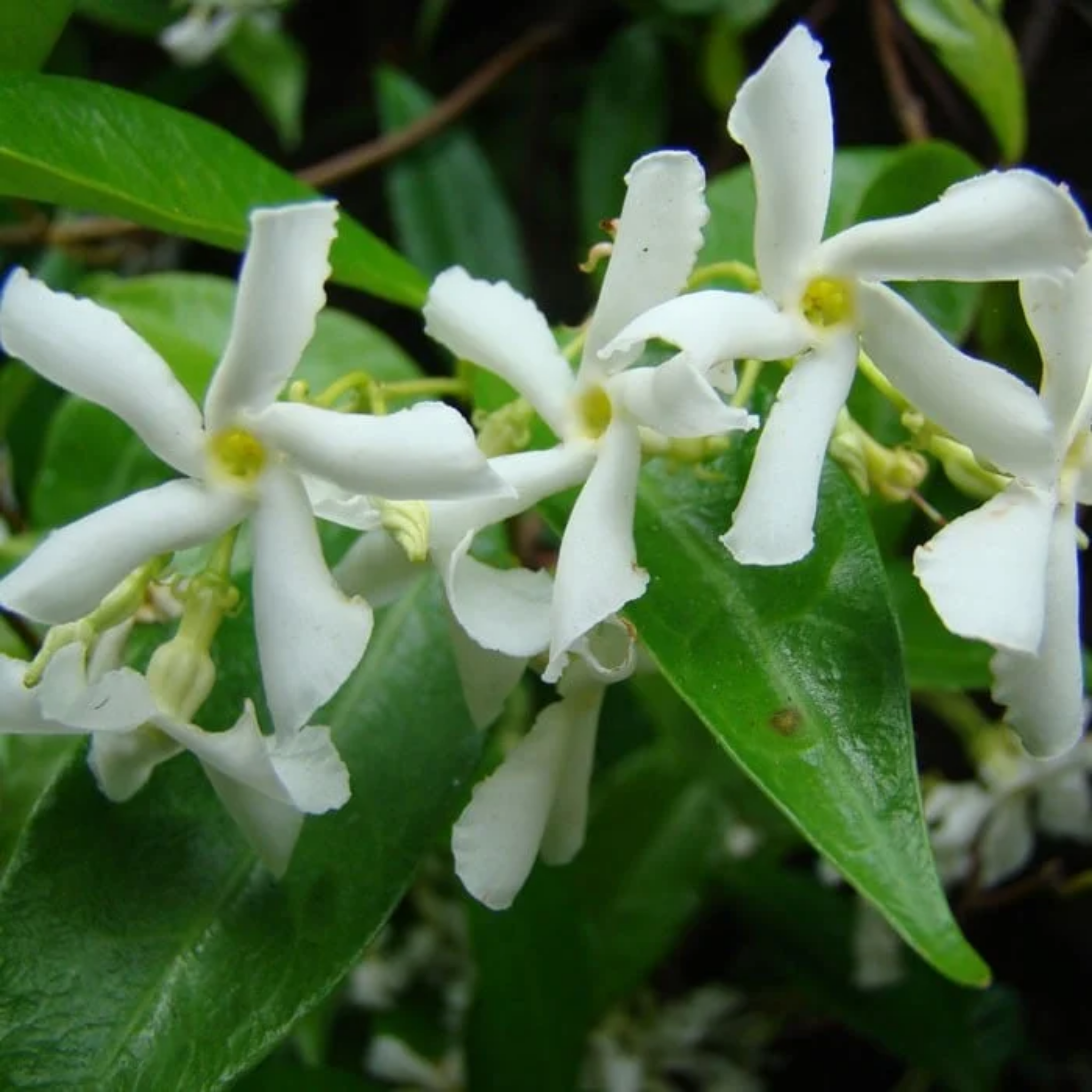 Chinese Star Jasmine - Trachelospermum jasminoides Jessamine