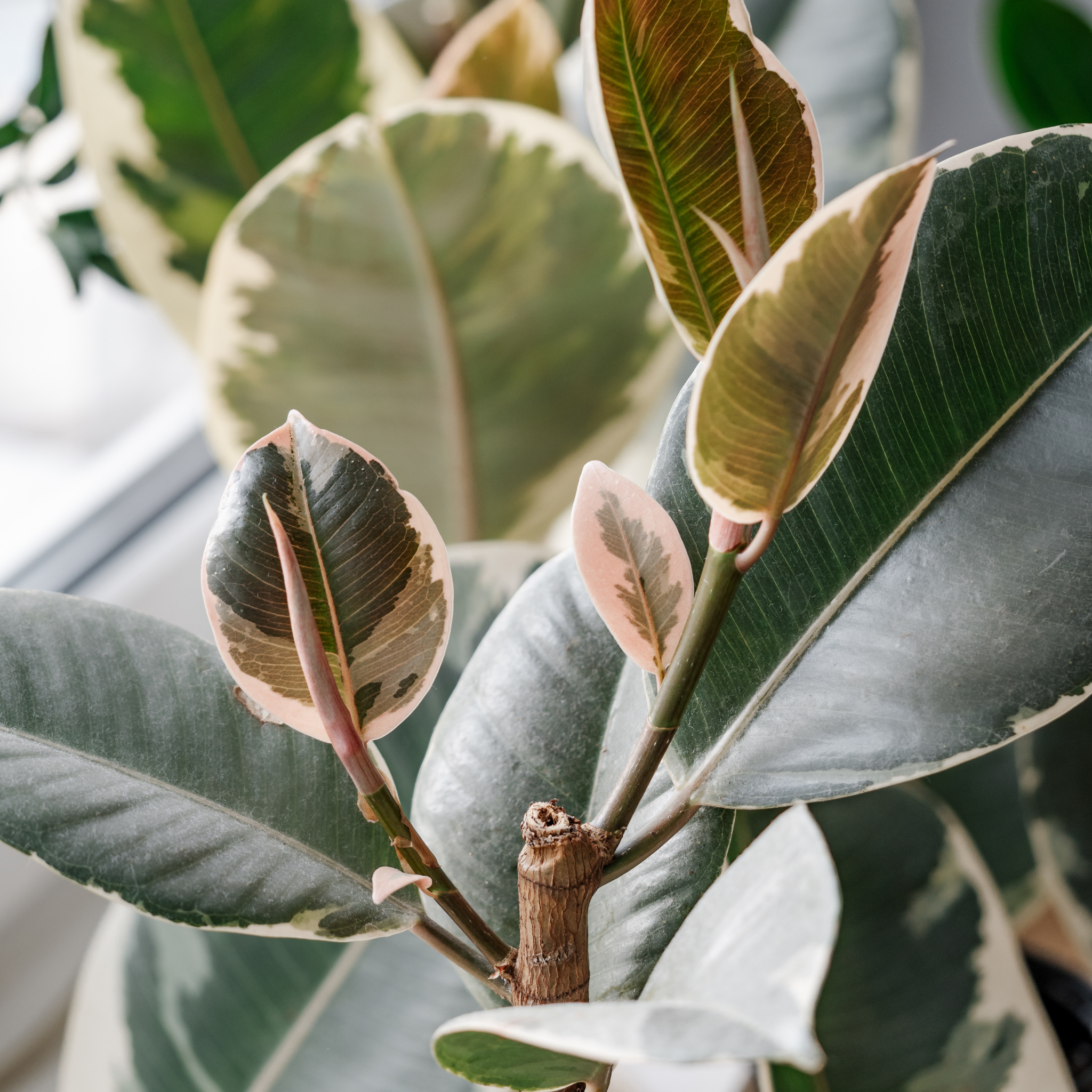 Tineke Rubber Tree Plant - Ficus elastica Tineke