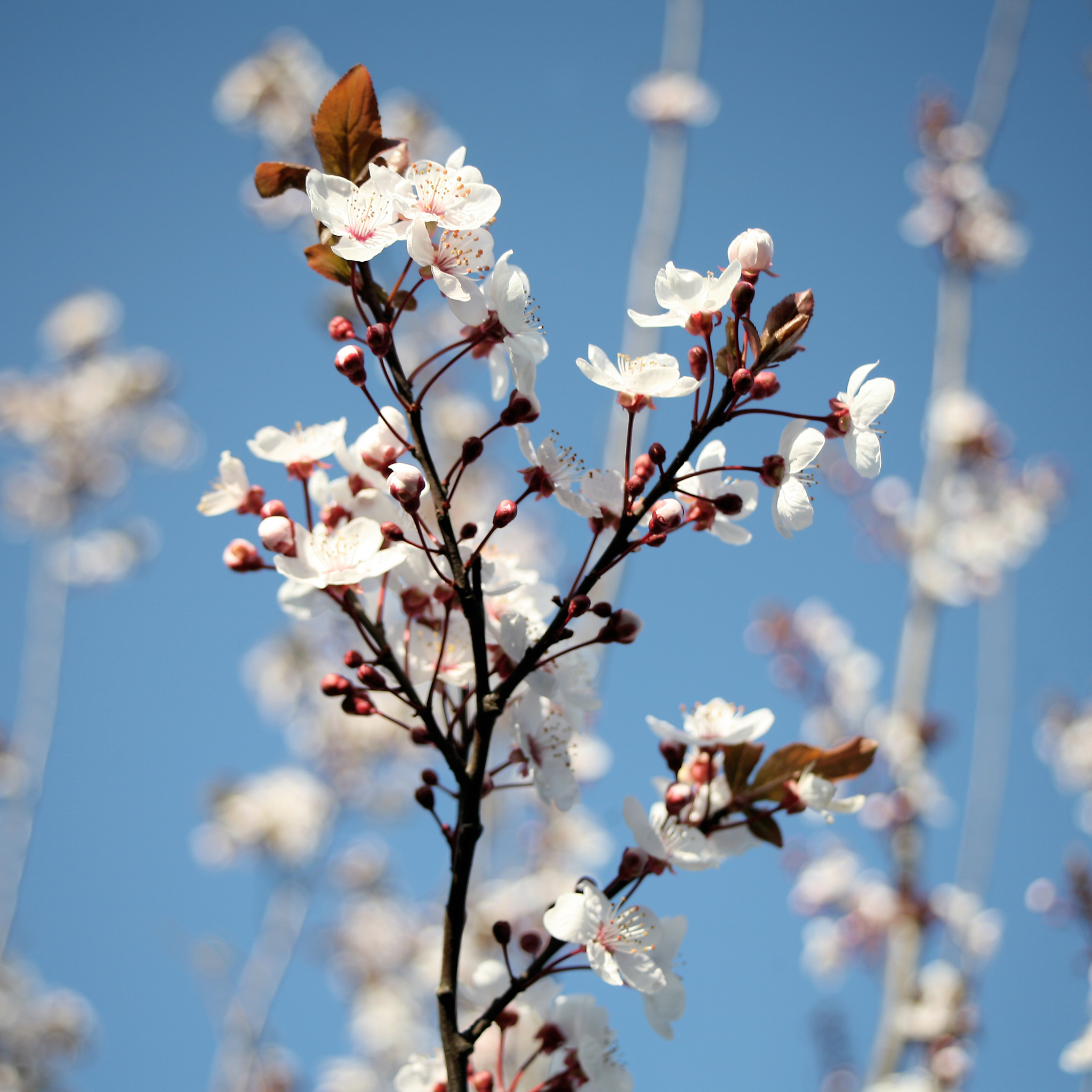 Ornamental Callery Pear Capital - Pyrus calleryana Capital