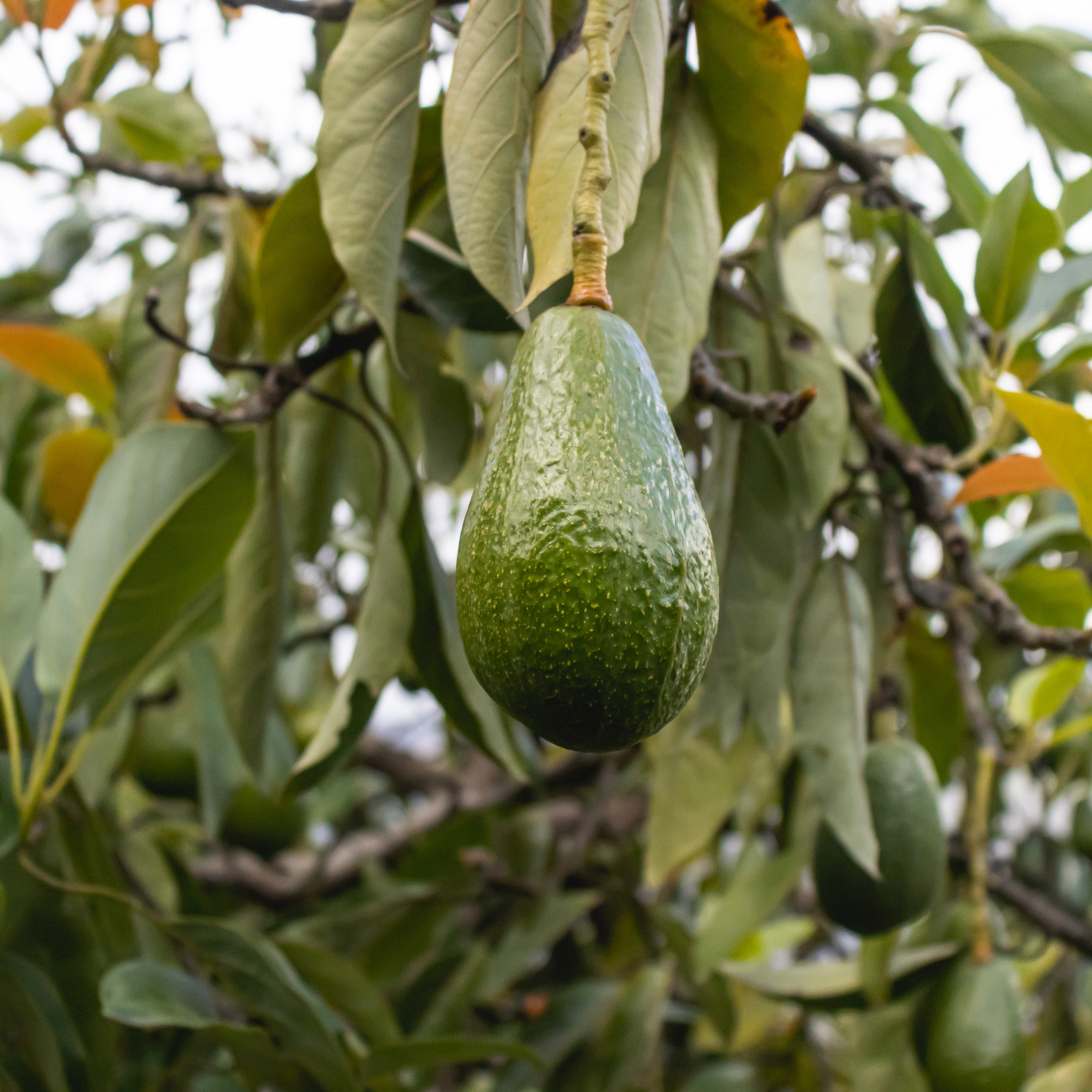 Jala Avocado Tree - Persea americana 'Jala'