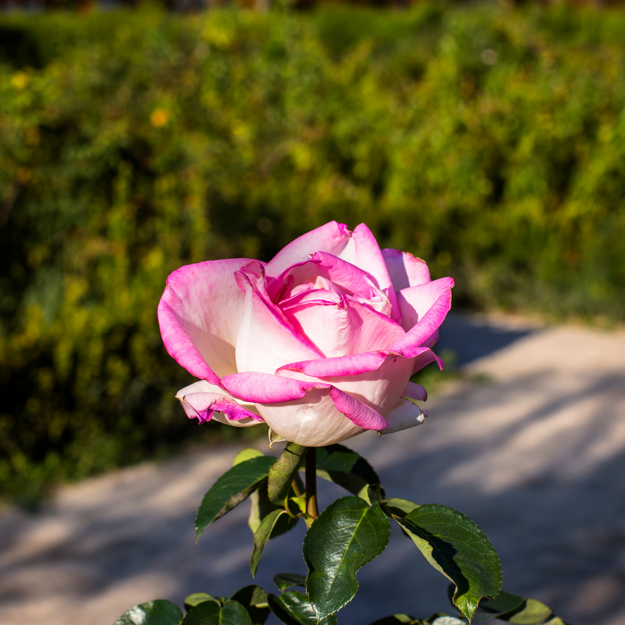 Princesse De Monaco Hybrid Tea Rose - Rosa Princesse De Monaco
