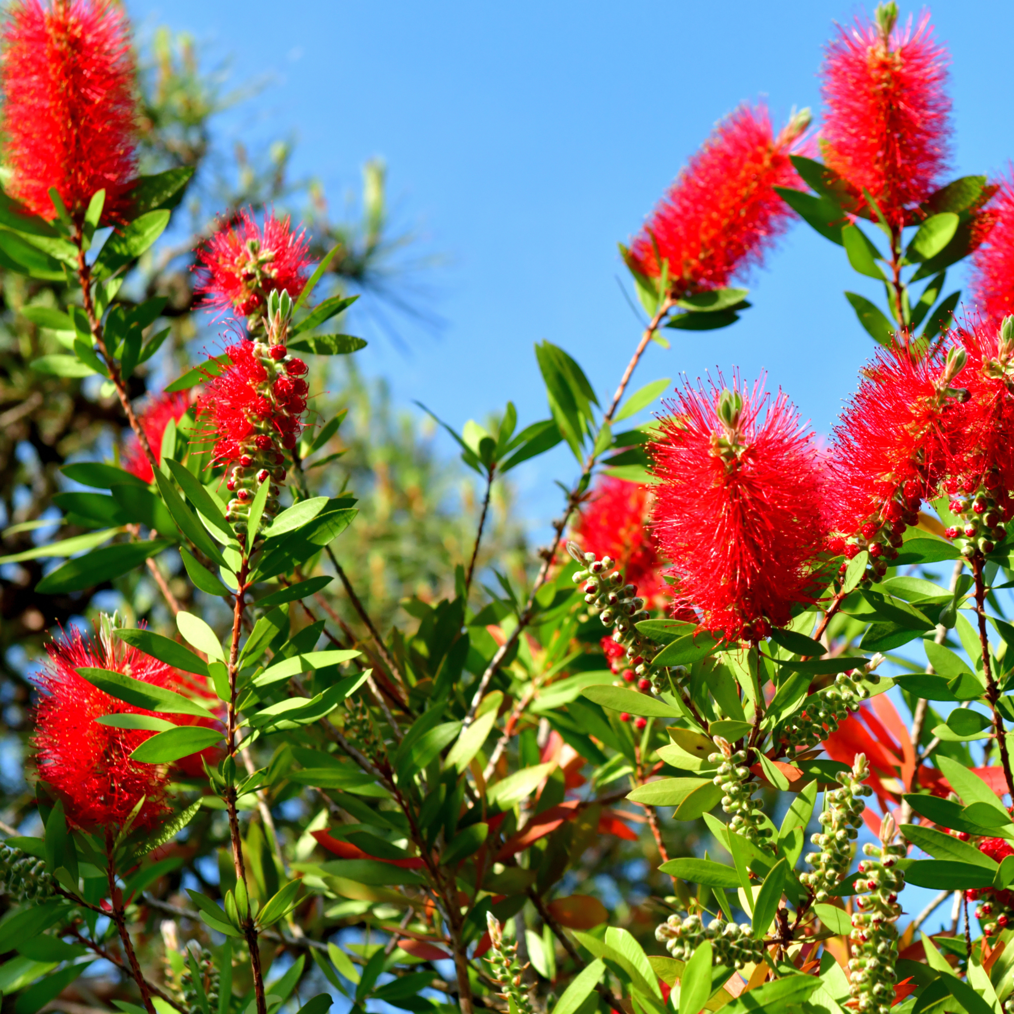 Kings Park Special Bottlebrush - Callistemon hybrida ‘Kings Park Special’