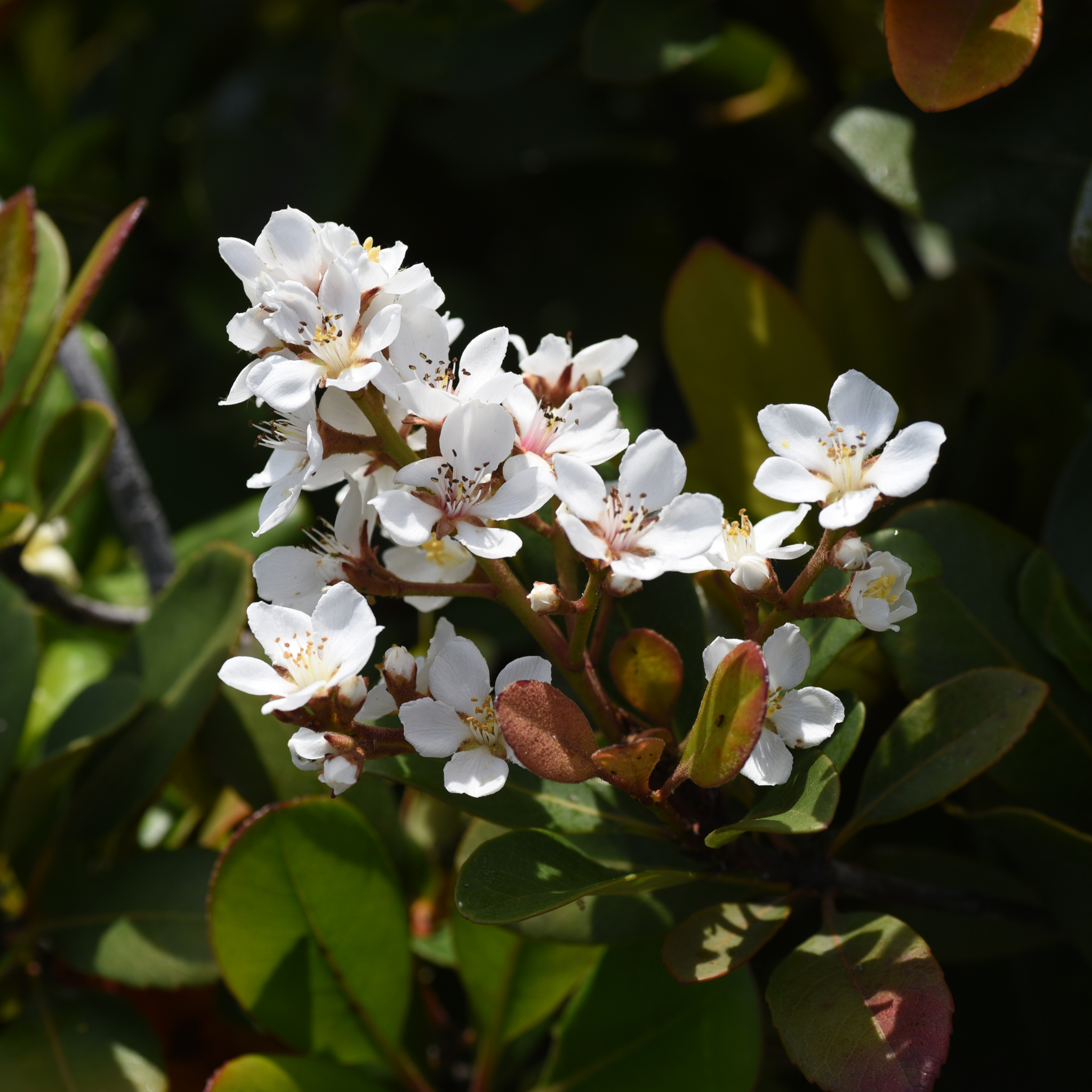 Indian hawthorn Hot Tips - Rhaphiolepis rosiflora Hot Tips