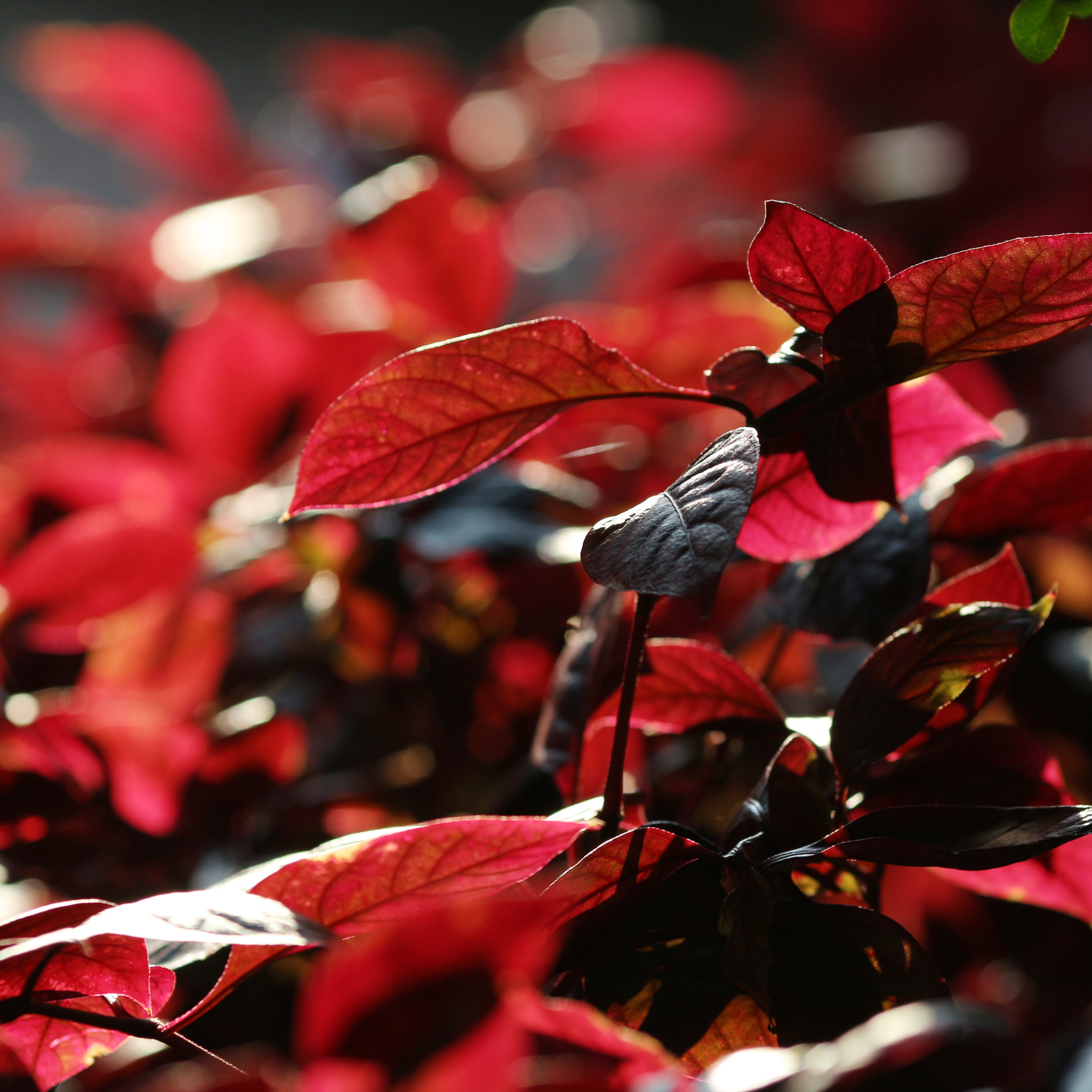 Alternanthera Little Maroon - Alternanthera dentata 'Little Maroon'