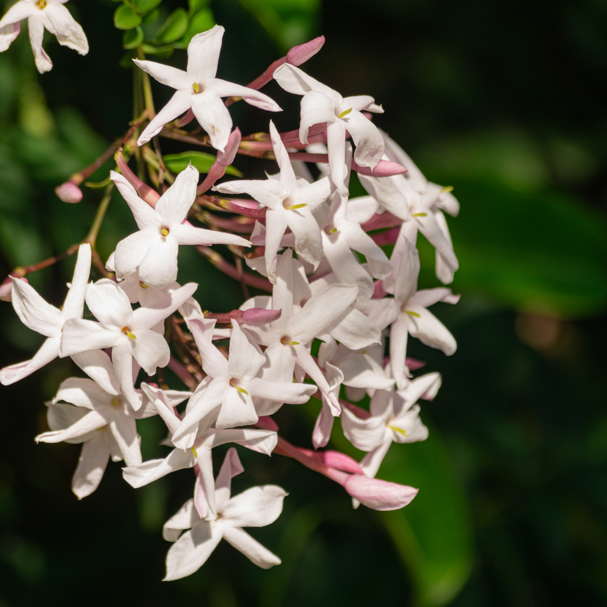 Pink Jasmine - Jasminum polyanthum