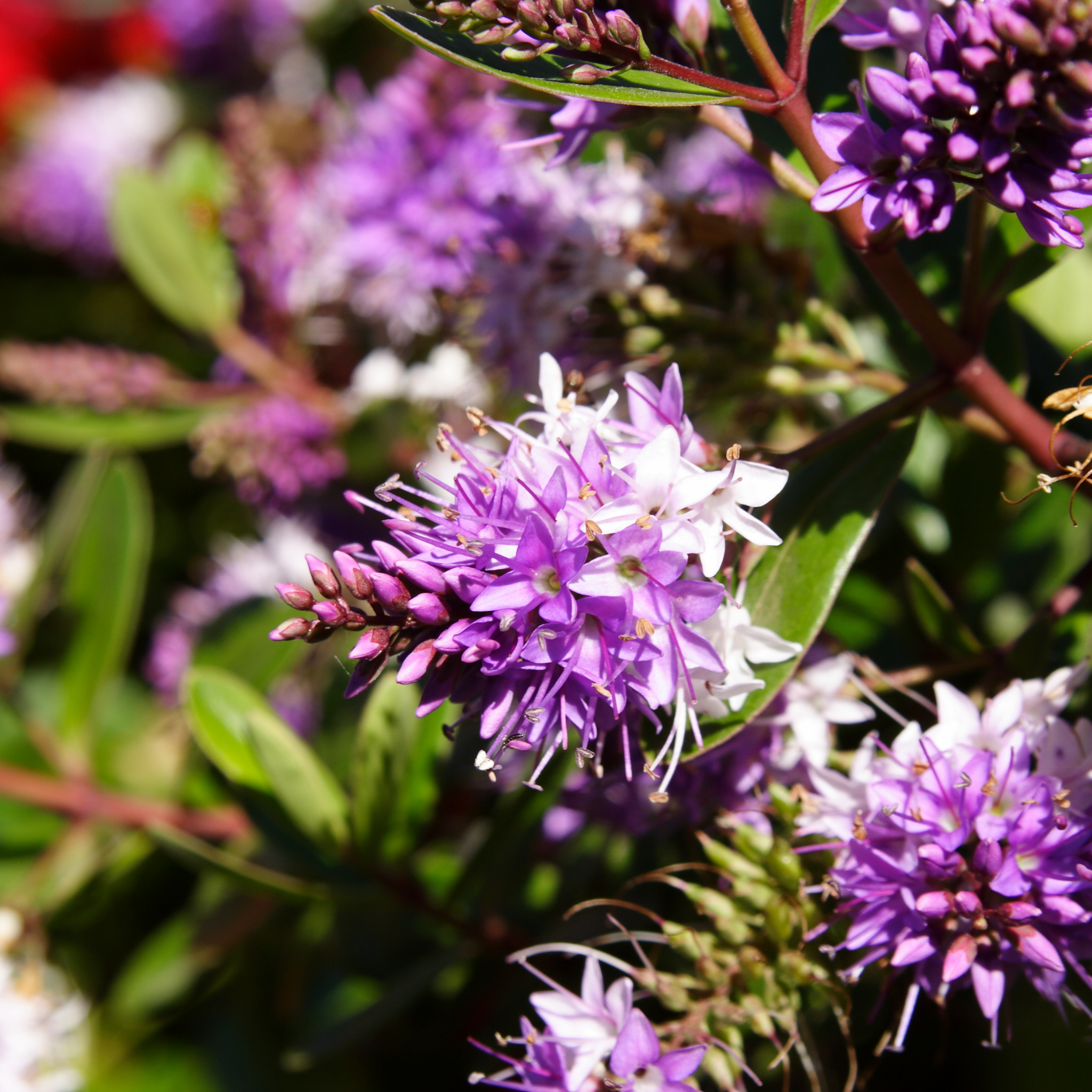 Hebe hybrida Marie Antoinette