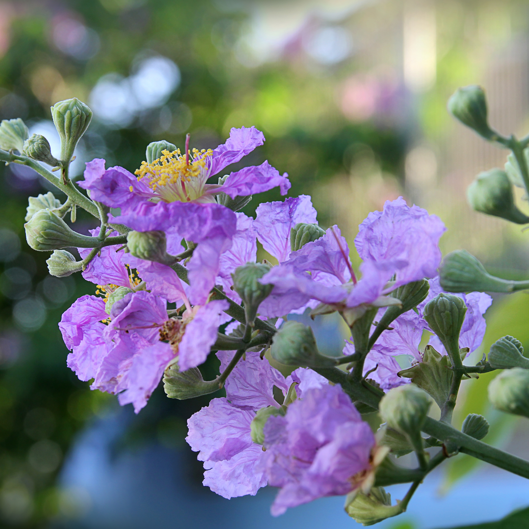 Purple Crepe Myrtle - Lagerstroemia indica fauriei Lipan