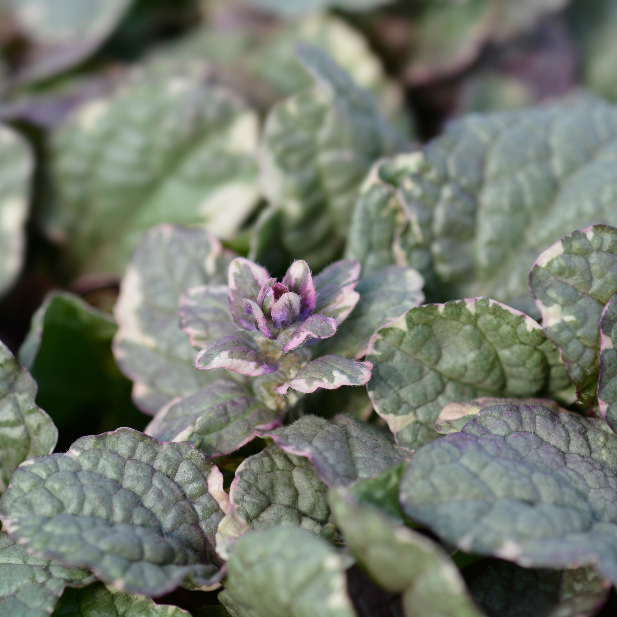 Ajuga Burgundy Glow - Ajuga reptans Burgundy Glow