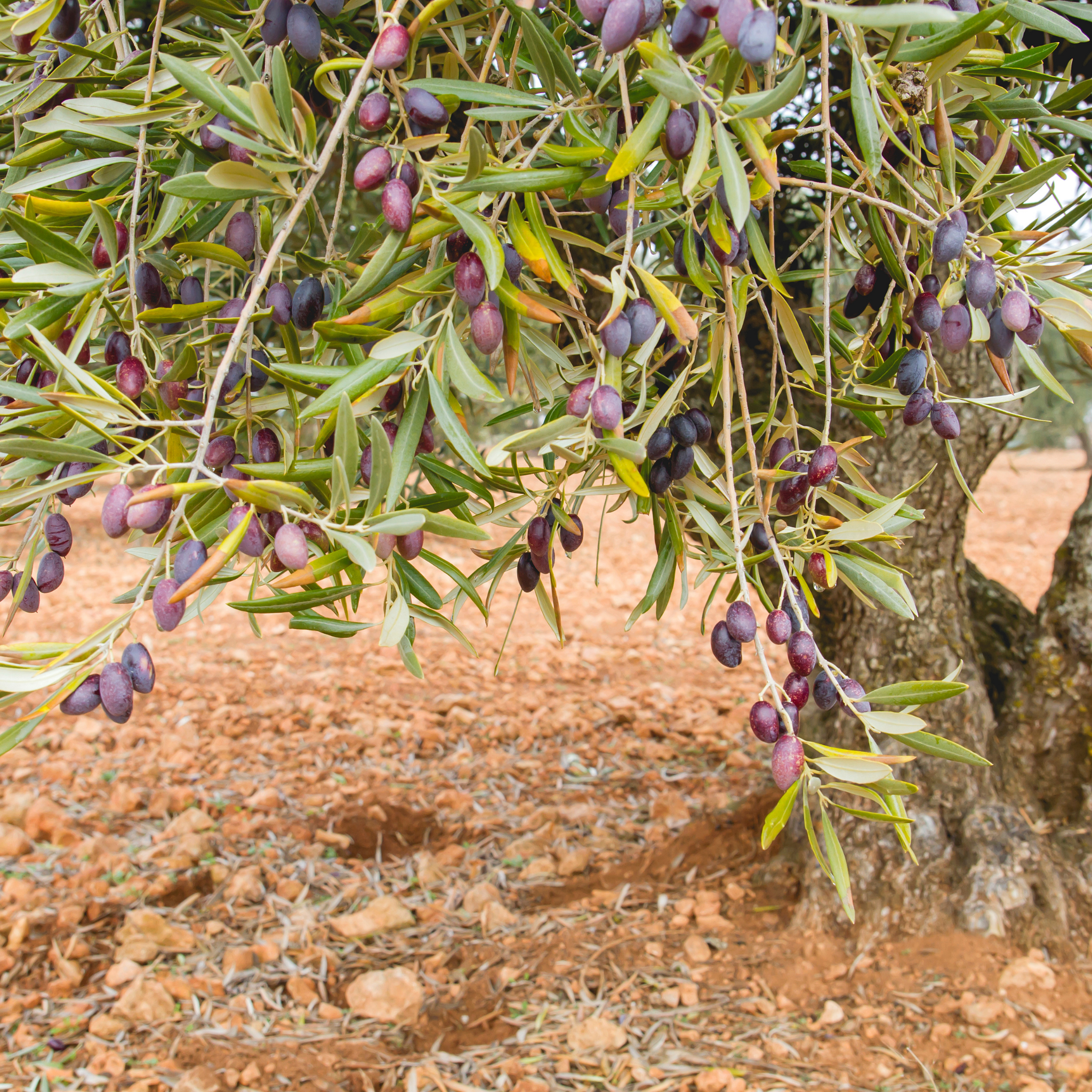 Jumbo Kalamata Olive Tree - Olea europaea Kalamata Jumbo