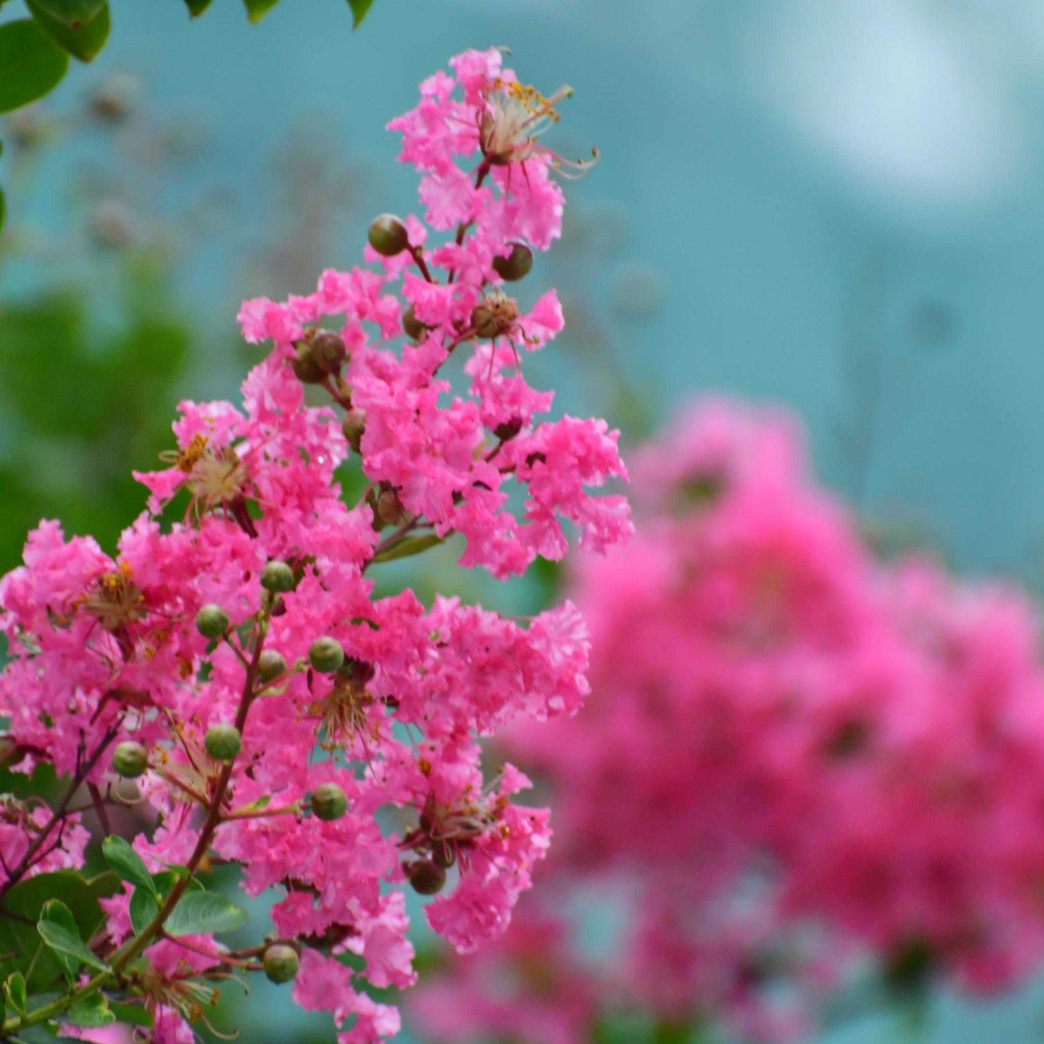 Hot Pink Crepe Myrtle - Lagerstroemia indica fauriei Sioux