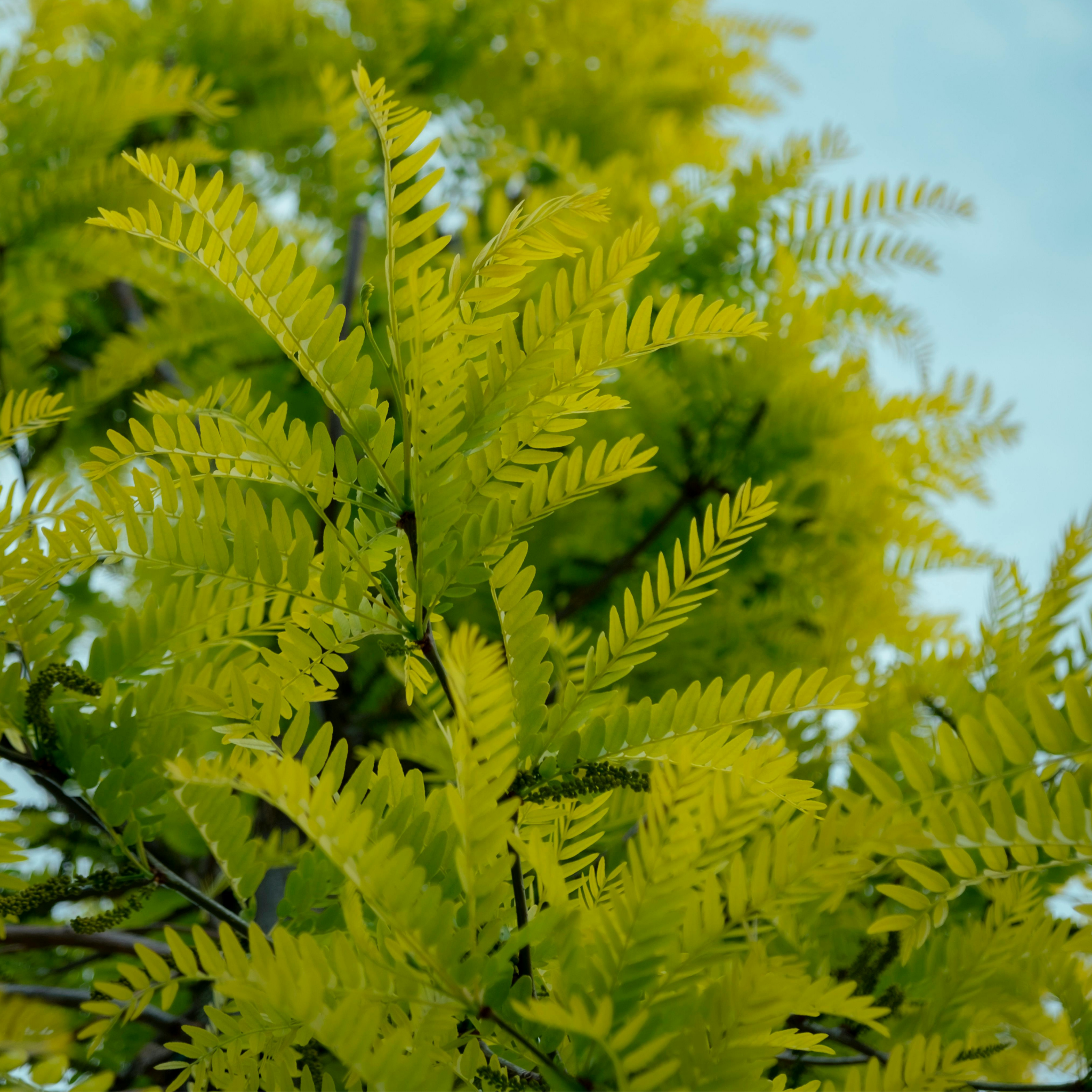 Golden Honey Locust - Gleditsia triacanthos inermis Sunburst
