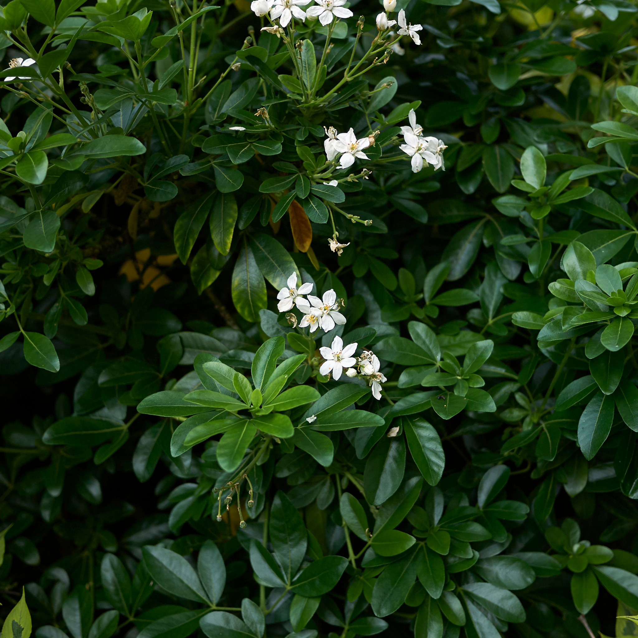 Mexican Orange Blossom - Choisya ternata