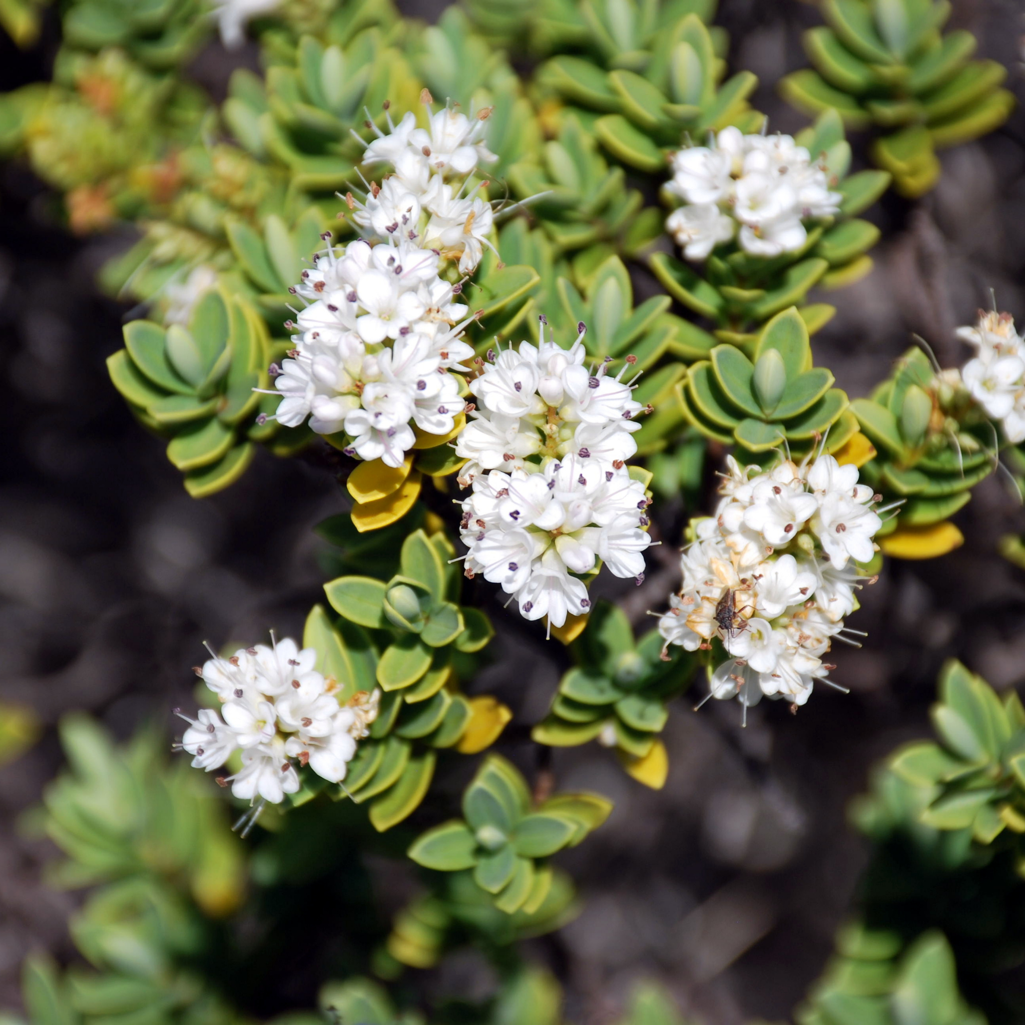 Boxwood Hebe - Hebe buxifolia