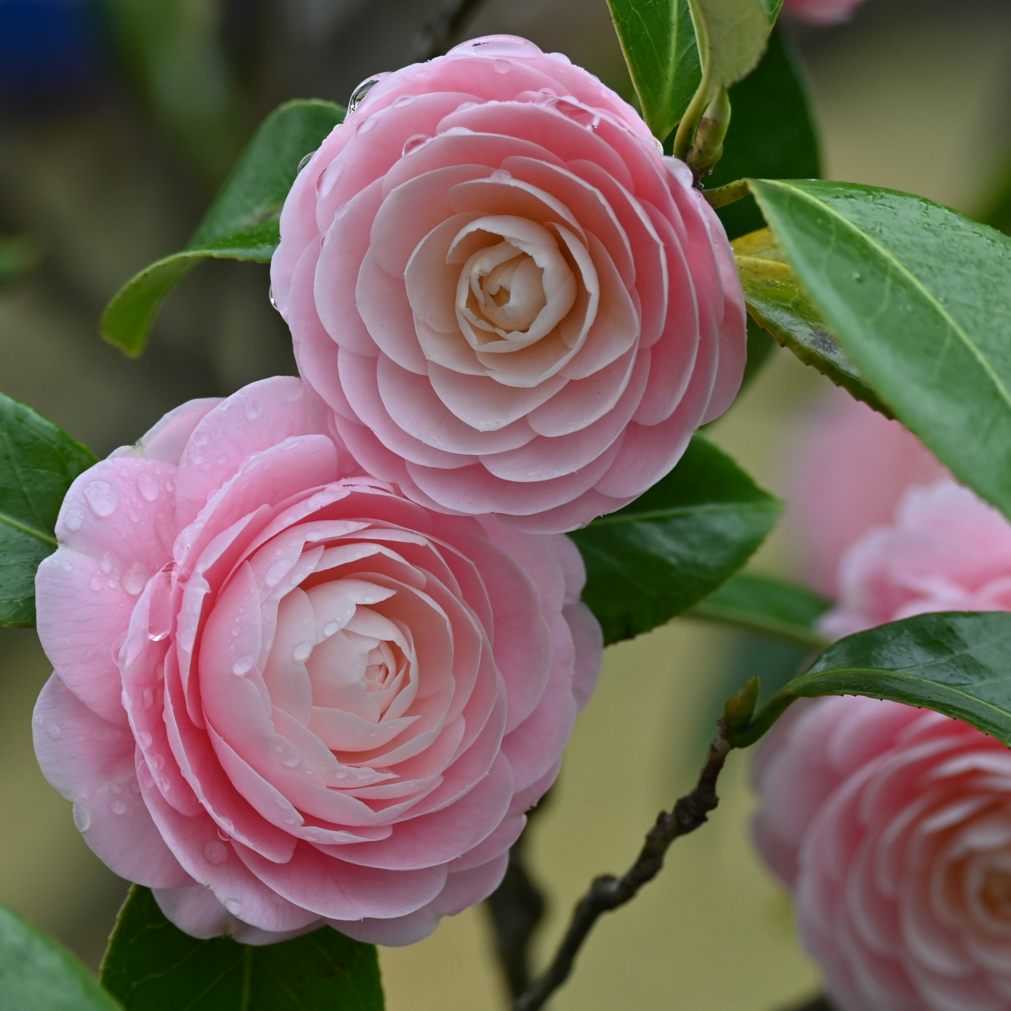 Camellia hybrida E G Waterhouse