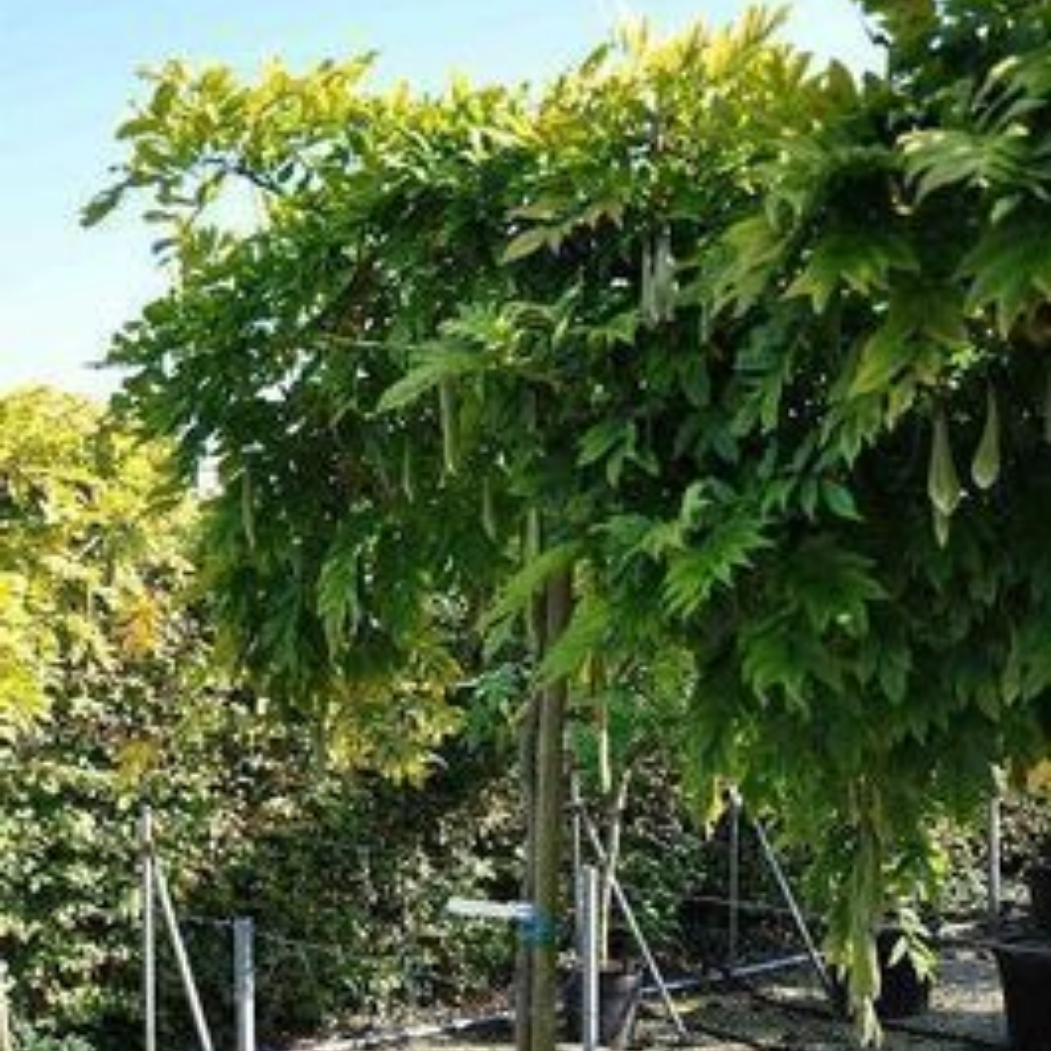 Pink Japanese Wisteria - Wisteria floribunda Honbeni