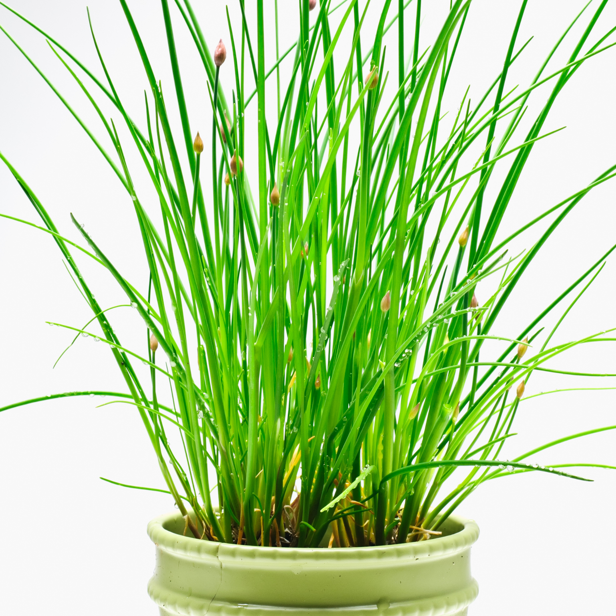 Chives - Allium schoenoprasum