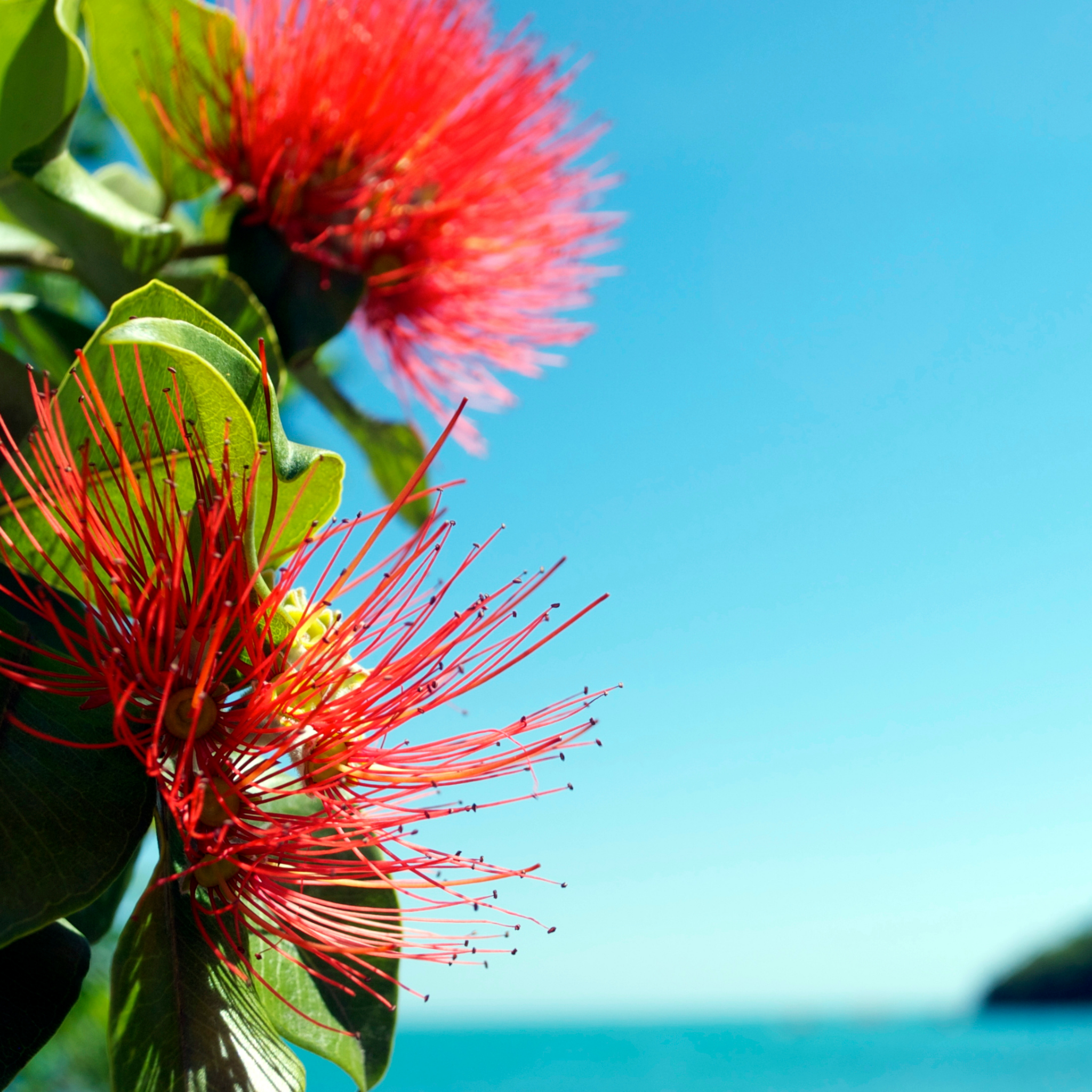 New Zealand Christmas Bush - Metrosideros collina Tahiti