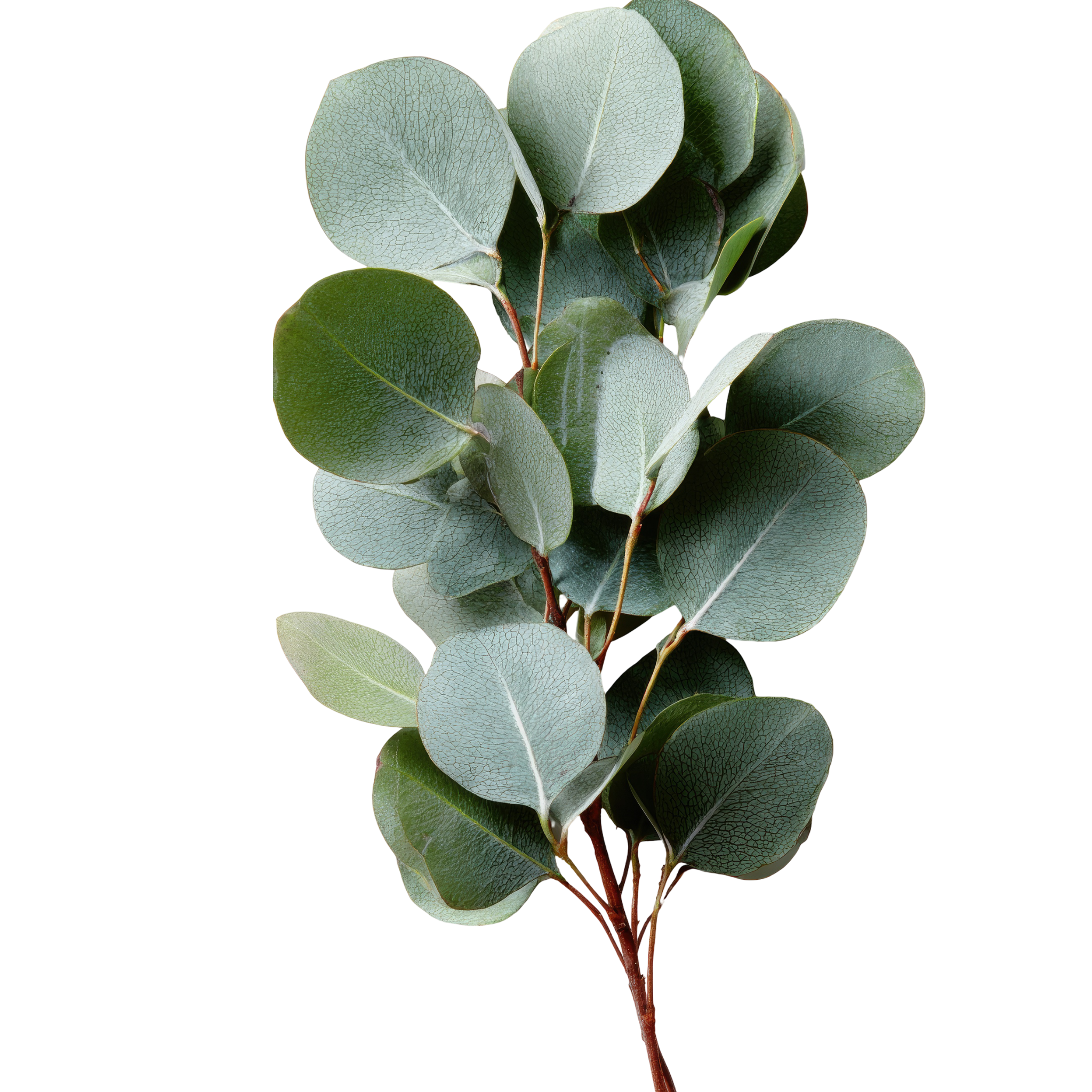 Eucalyptus Red Box Gum - Eucalyptus polyanthemos