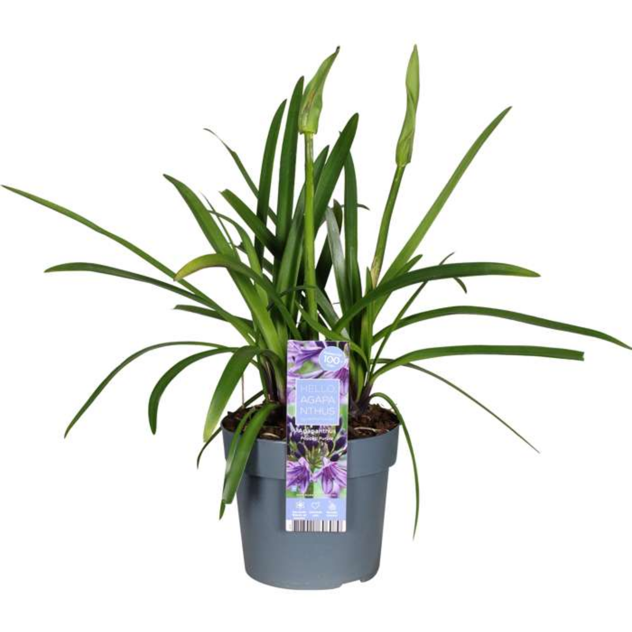 Agapanthus hybrida ‘Poppin Purple’ - Long flowering Lily of the Nile, African Lily