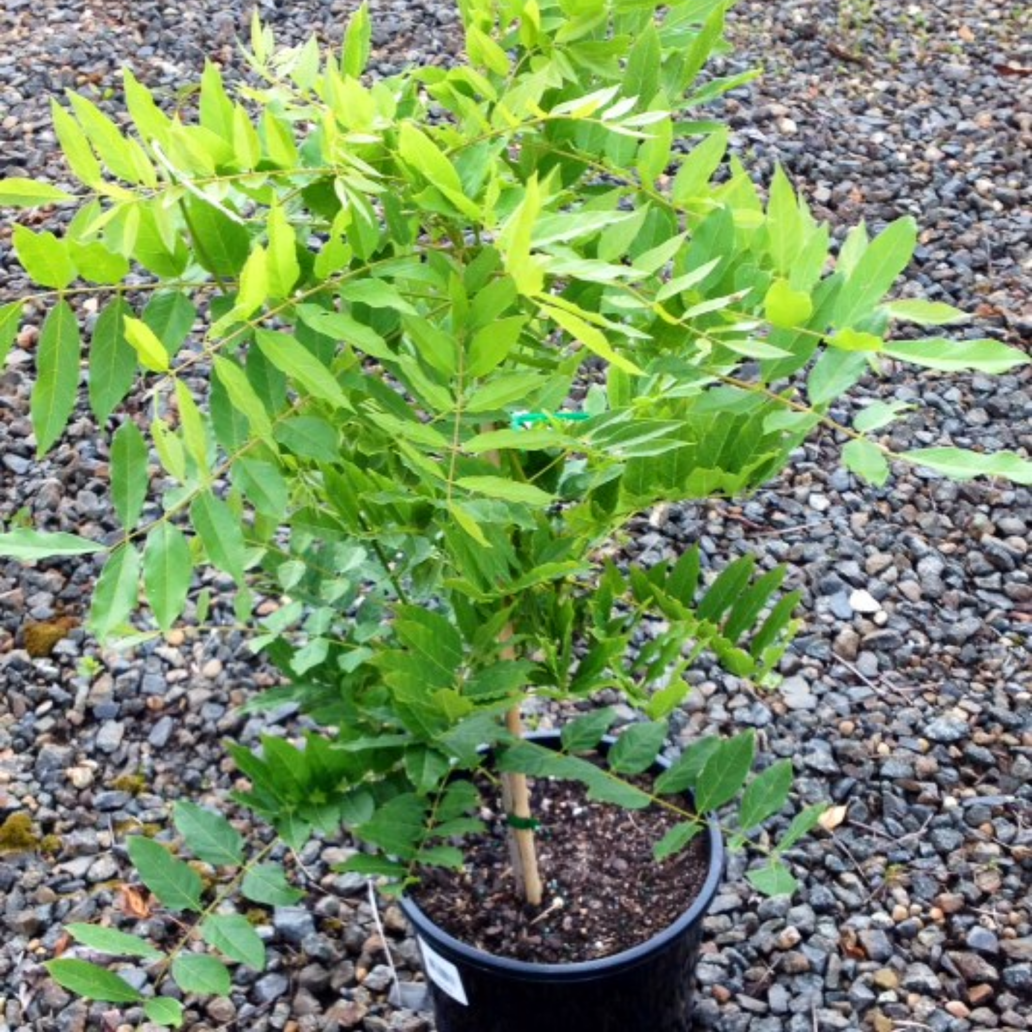 Japanese Wisteria - Wisteria floribunda