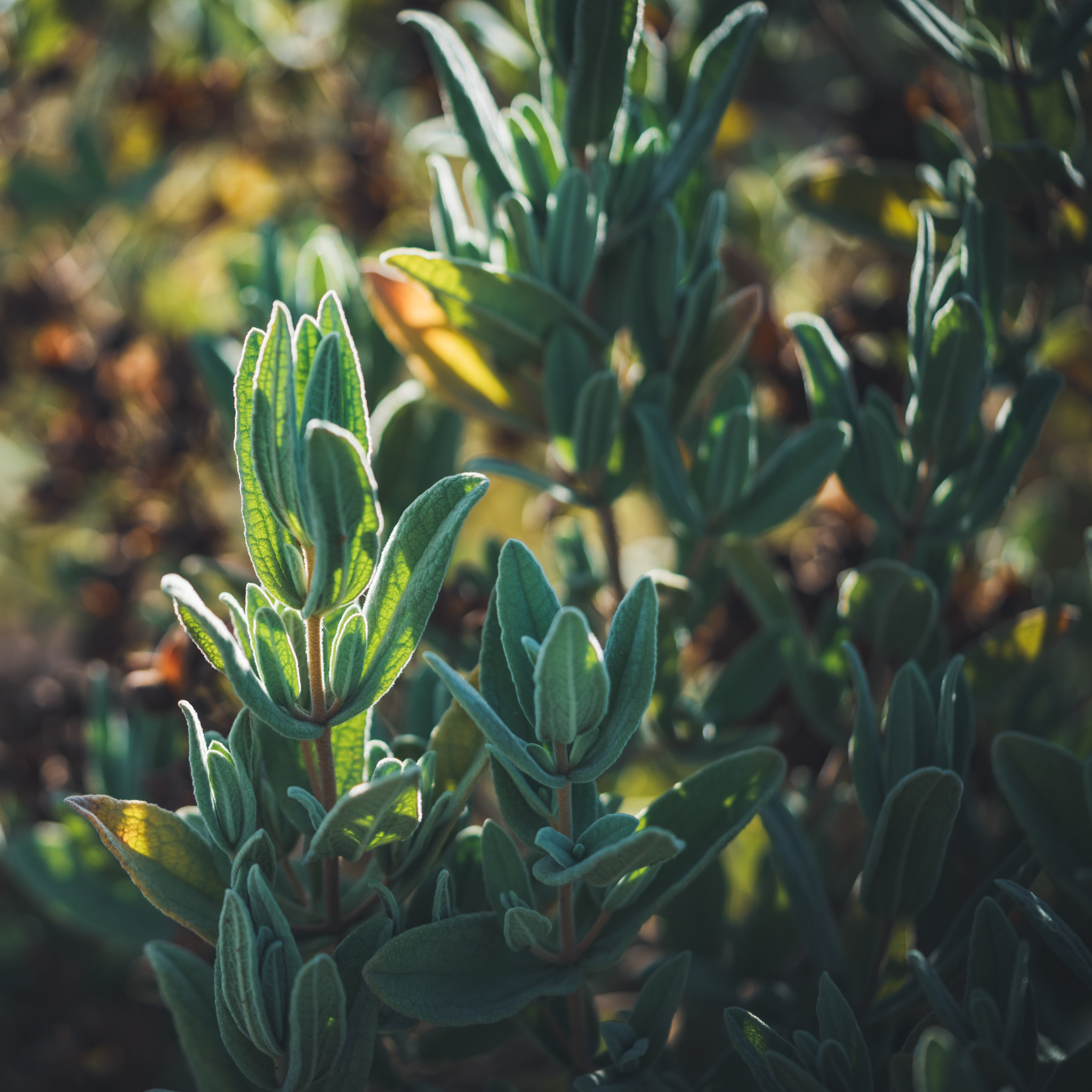 Sage Leaved Rockrose - Cistus salviifolius