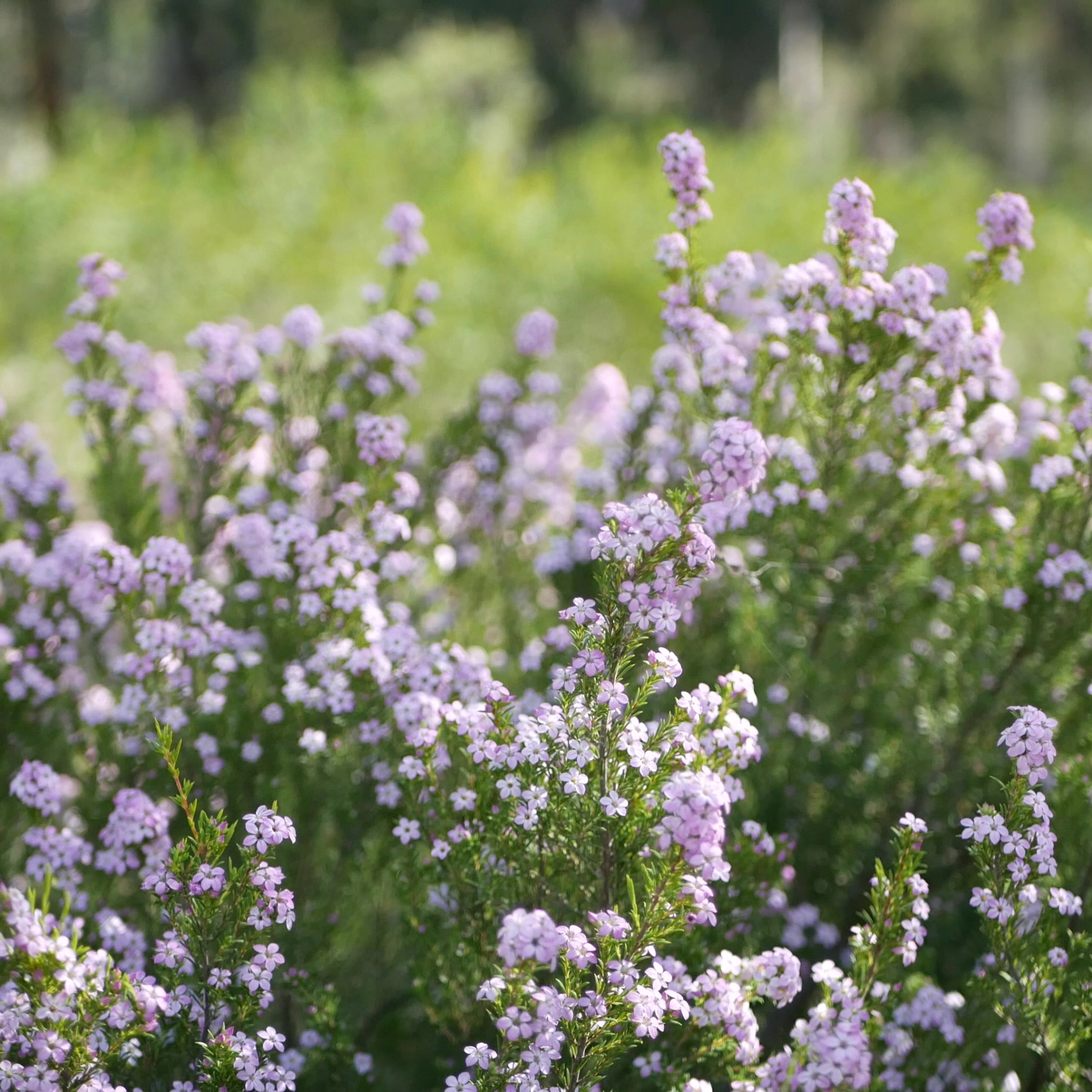 Dwarf Diosma Compacta - Coleonema pulchellum 'Compacta'