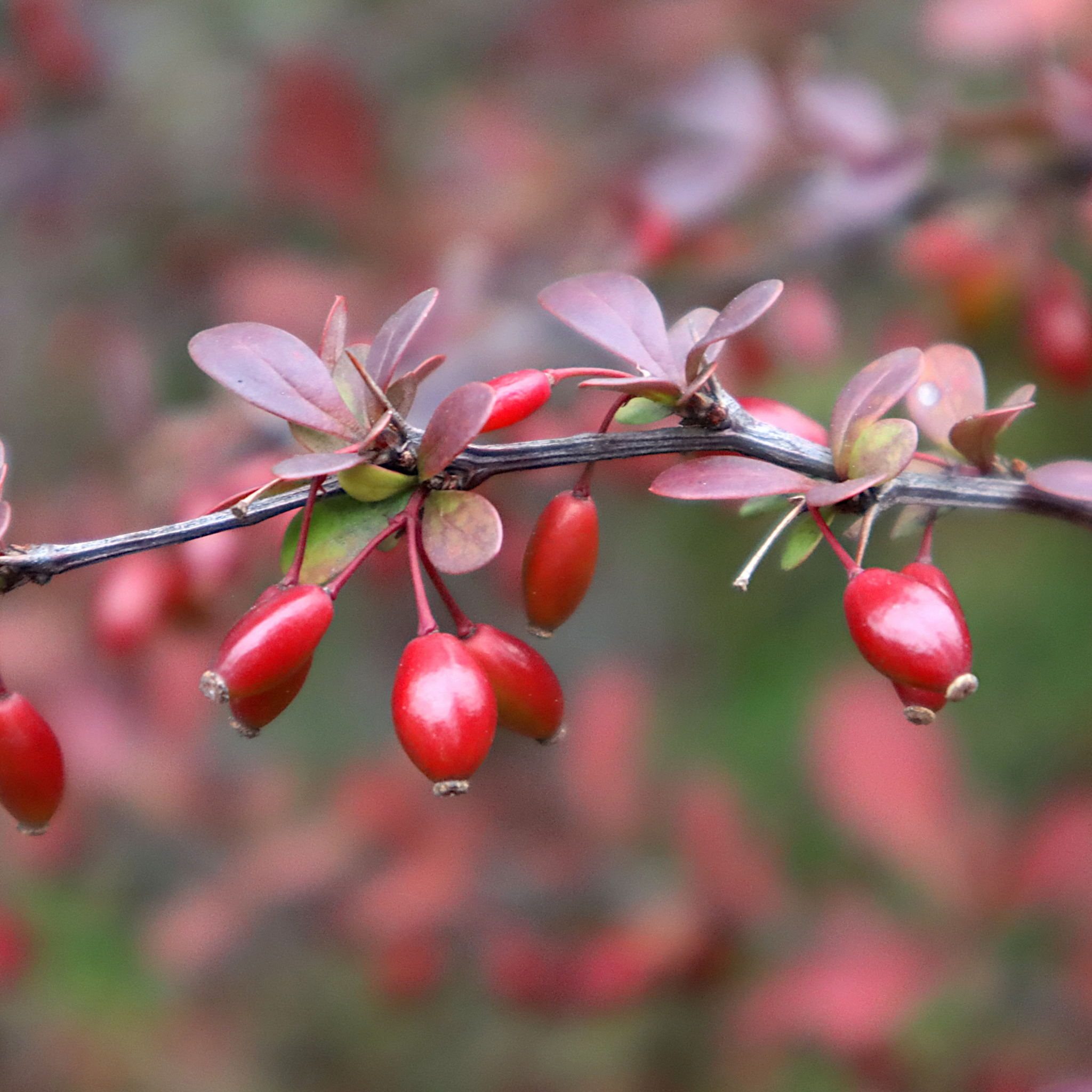 Purple Japanese Barberry - Berberis thunbergii atropurpurea