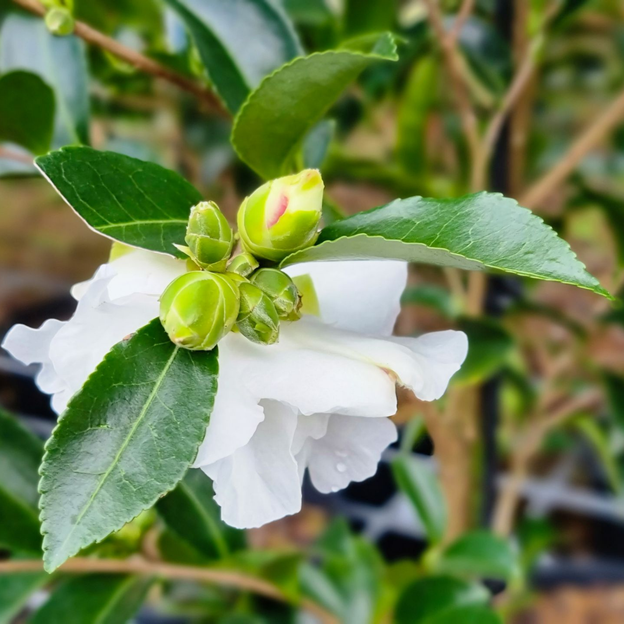 Camellia Setsugekka - Camellia sasanqua 'Setsugekka'