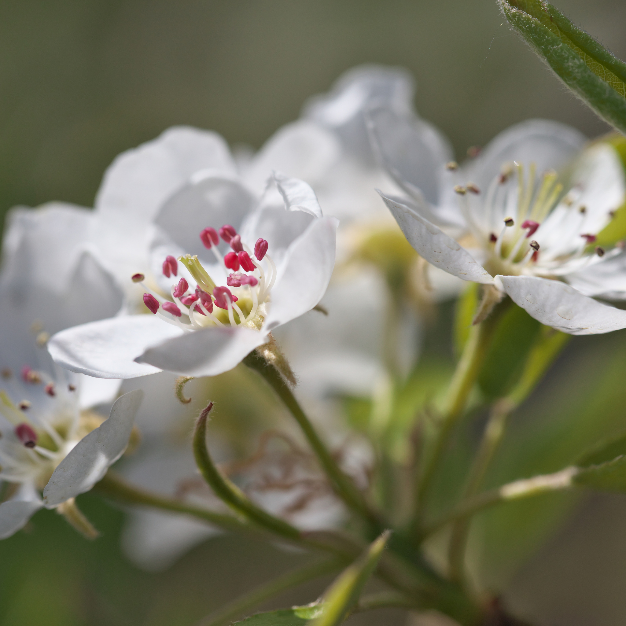 Ornamental Callery Pear Chanticleer - Pyrus calleryana Chanticleer