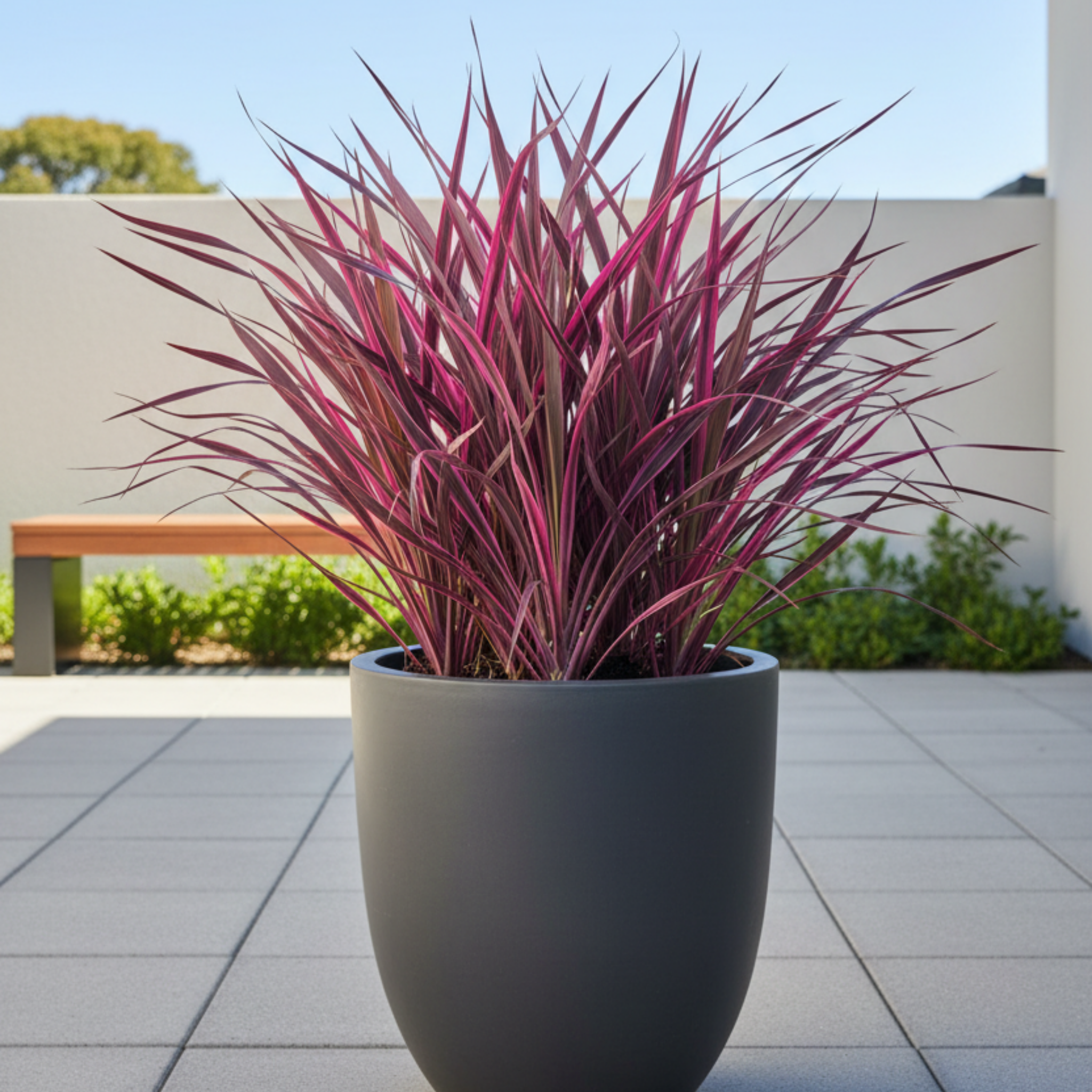 Electric Pink Cordyline - Cordyline banksii 'Electric Pink'
