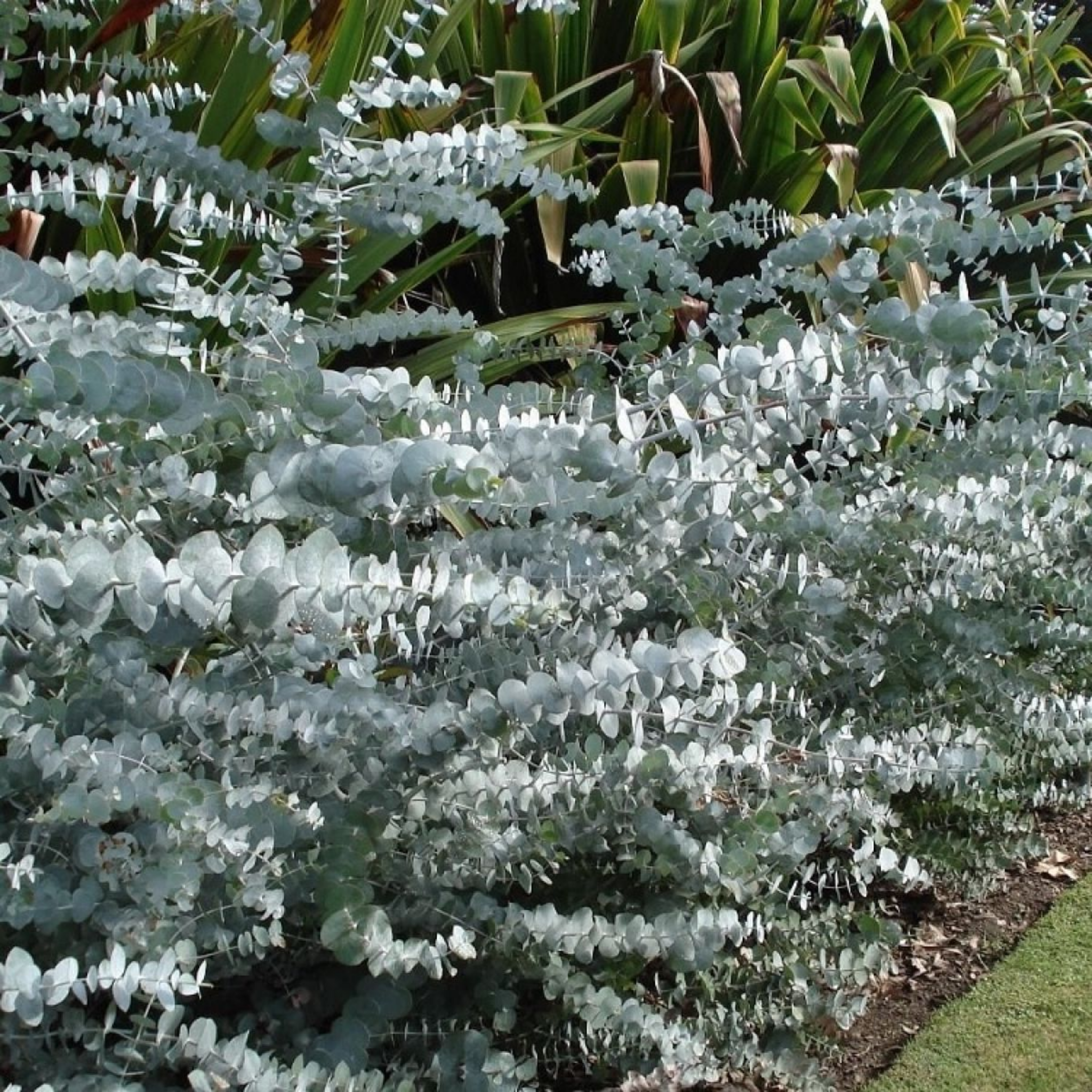 Silver Dollar Tree - Eucalyptus cinerea