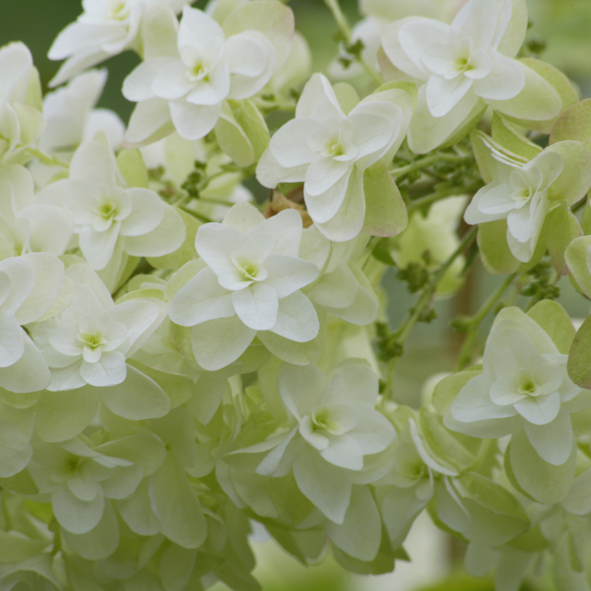 Oakleaf Hydrangea - Hydrangea quercifolia 'Snow Queen'