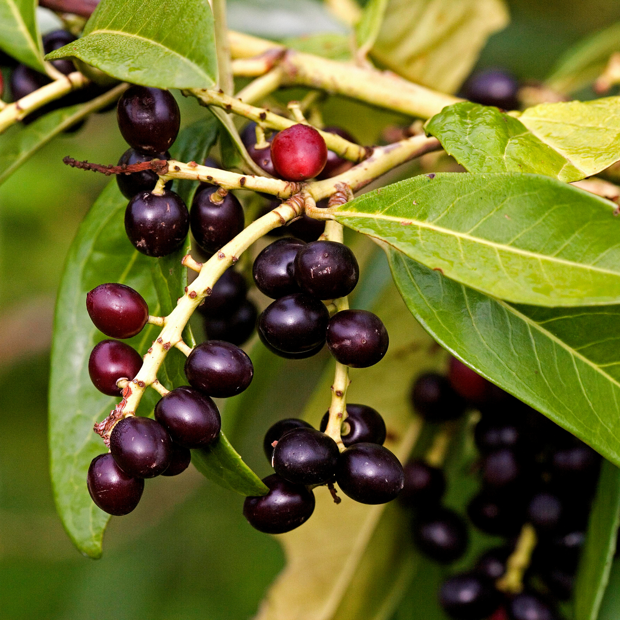 Close-up of dark purple berries on a branch with green leaves.