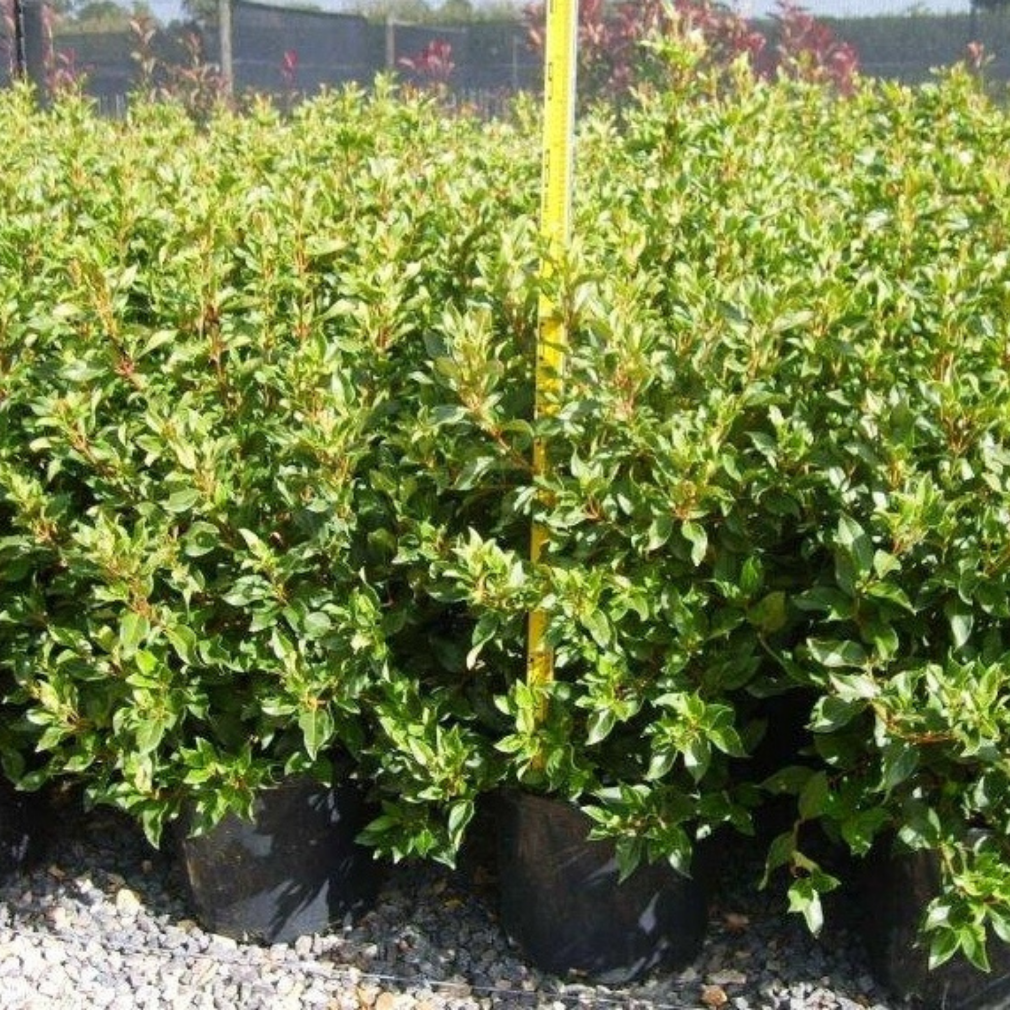 Viburnum tinus - Laurustinus