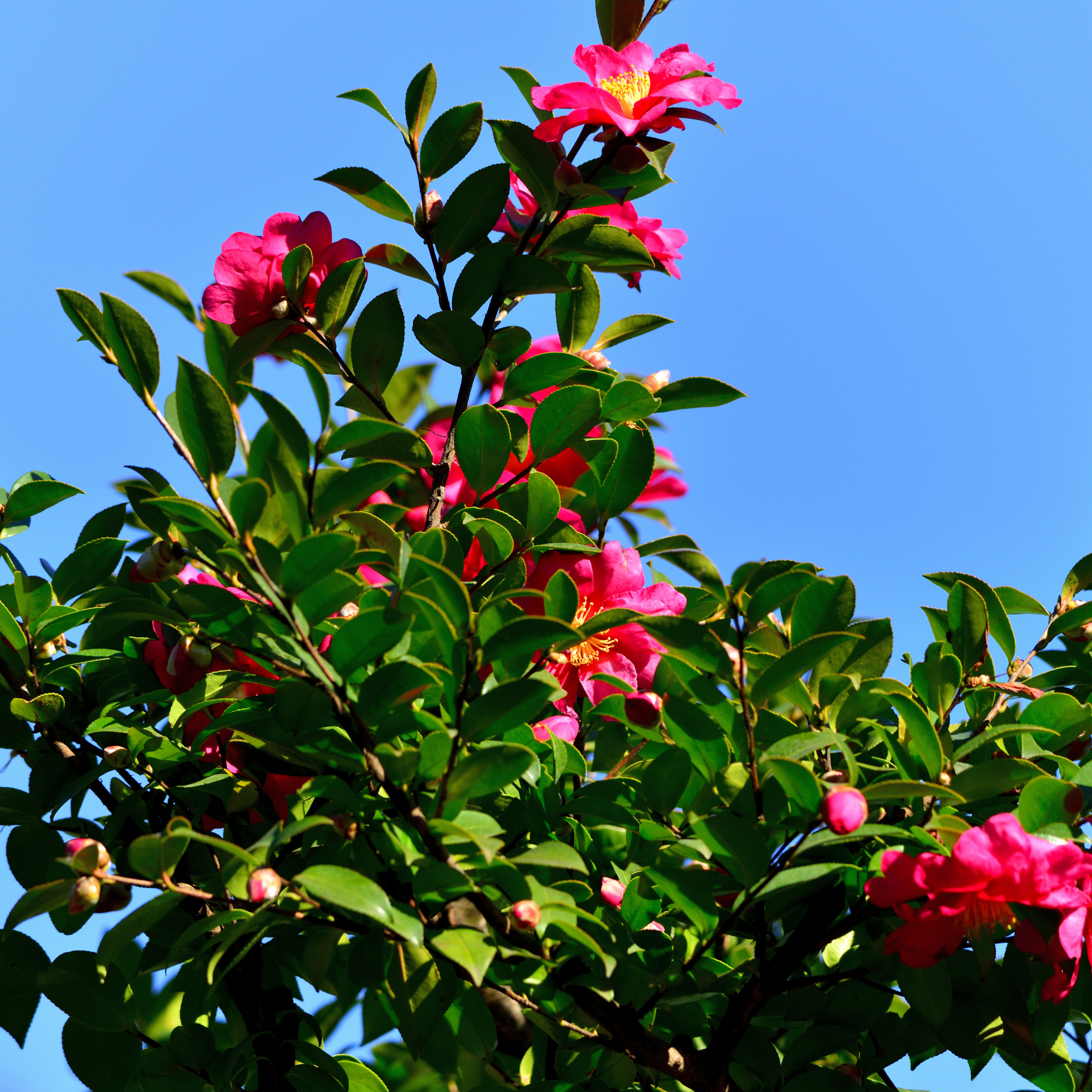 Camellia sasanqua Assorted
