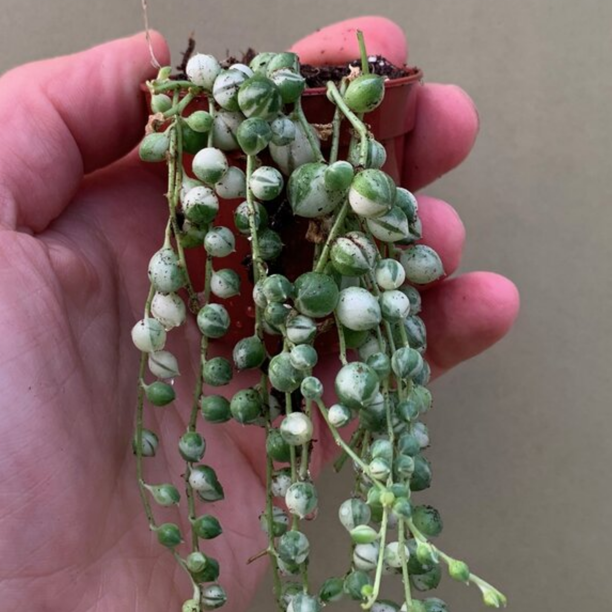 Variegated String of Pearls - Senecio rowleyanus Variegata