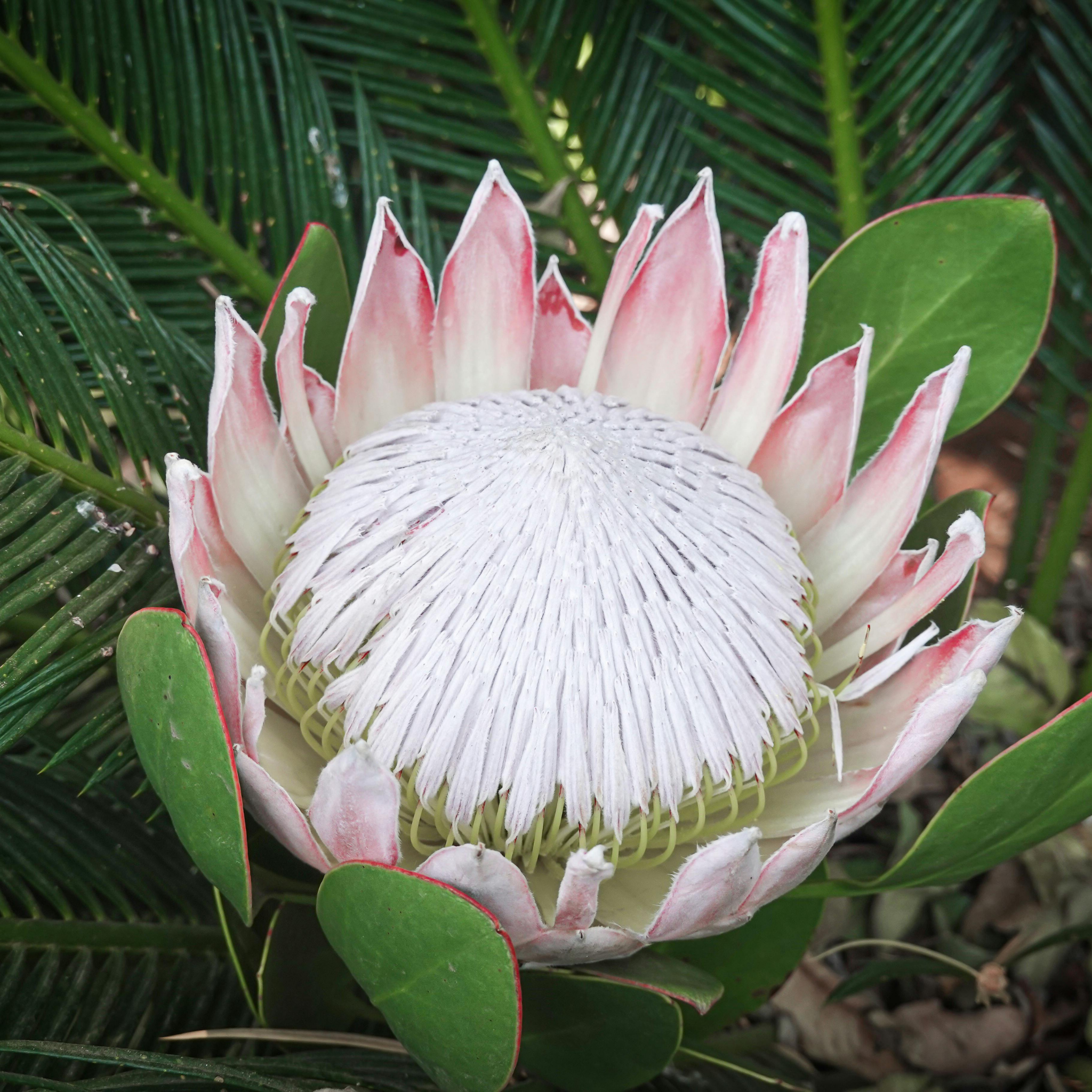 King Pink King Protea - Protea cynaroides King Pink