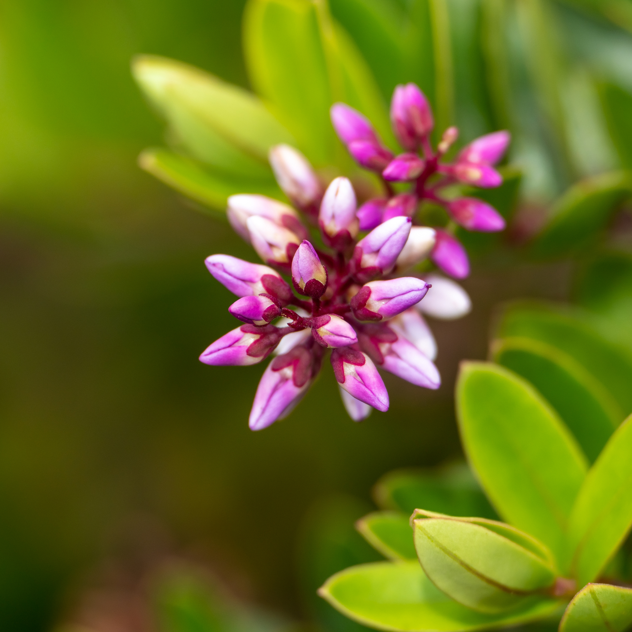 Hebe hybrida Wiri Cloud