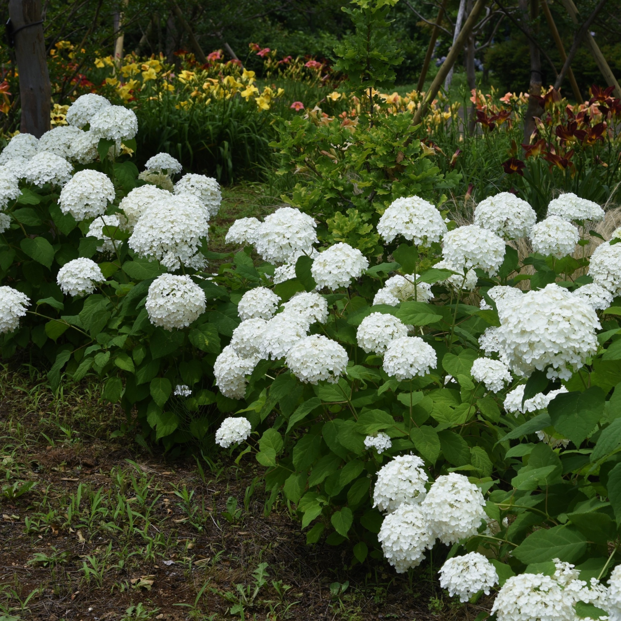 Hydrangea arborescens 'Annabelle' – Smooth Hydrangea