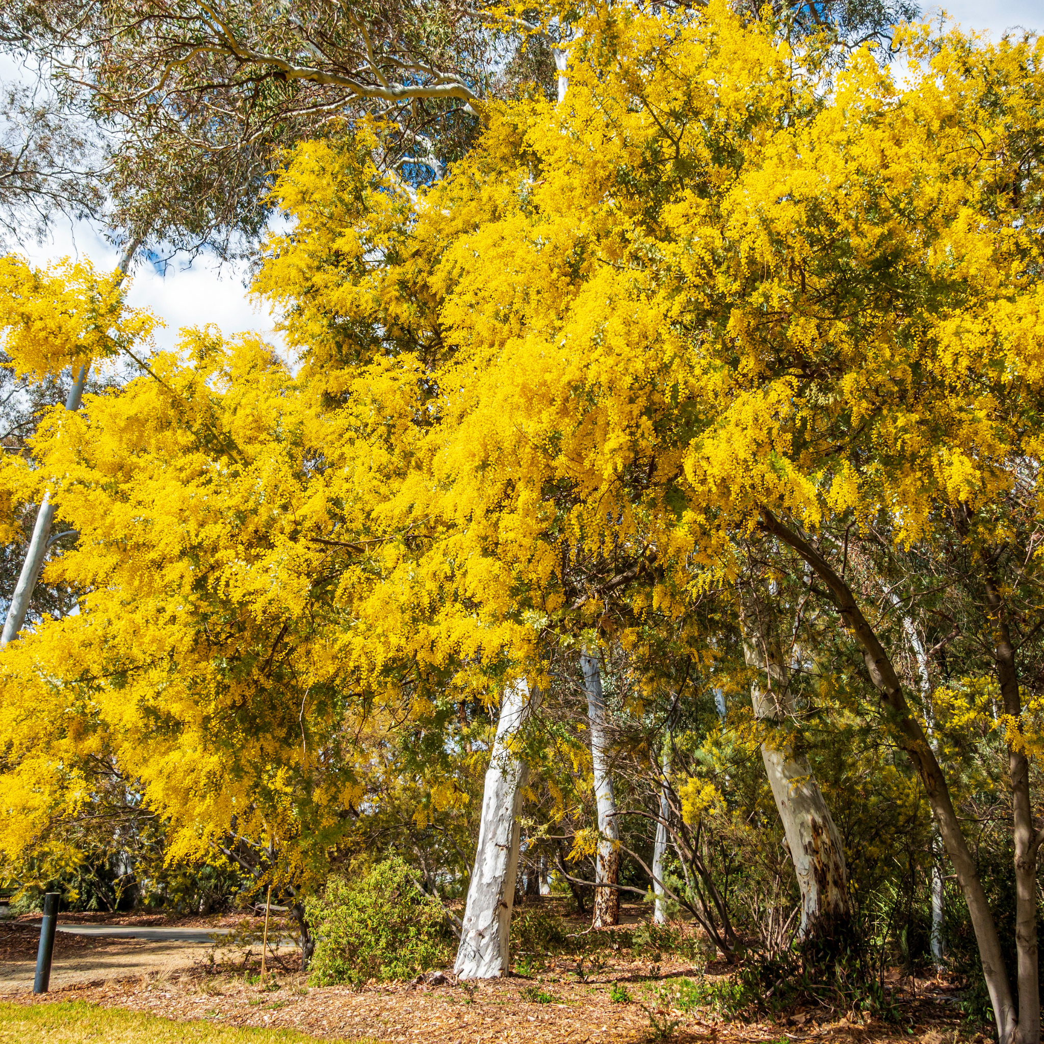 Acacia Golden Wattle - Acacia pycnantha