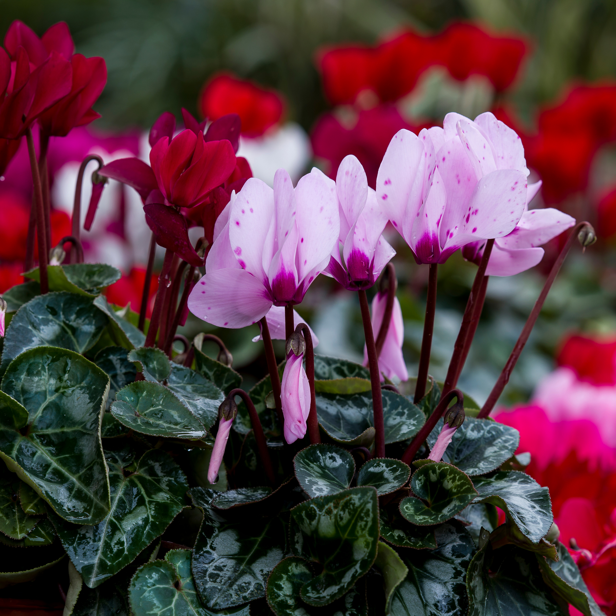Cyclamen Assorted