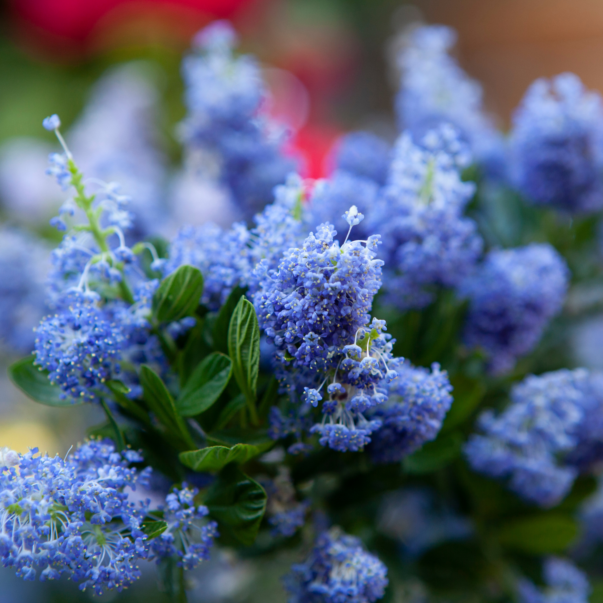 California Lilac - Ceanothus griseus horizontalis Yankee Point