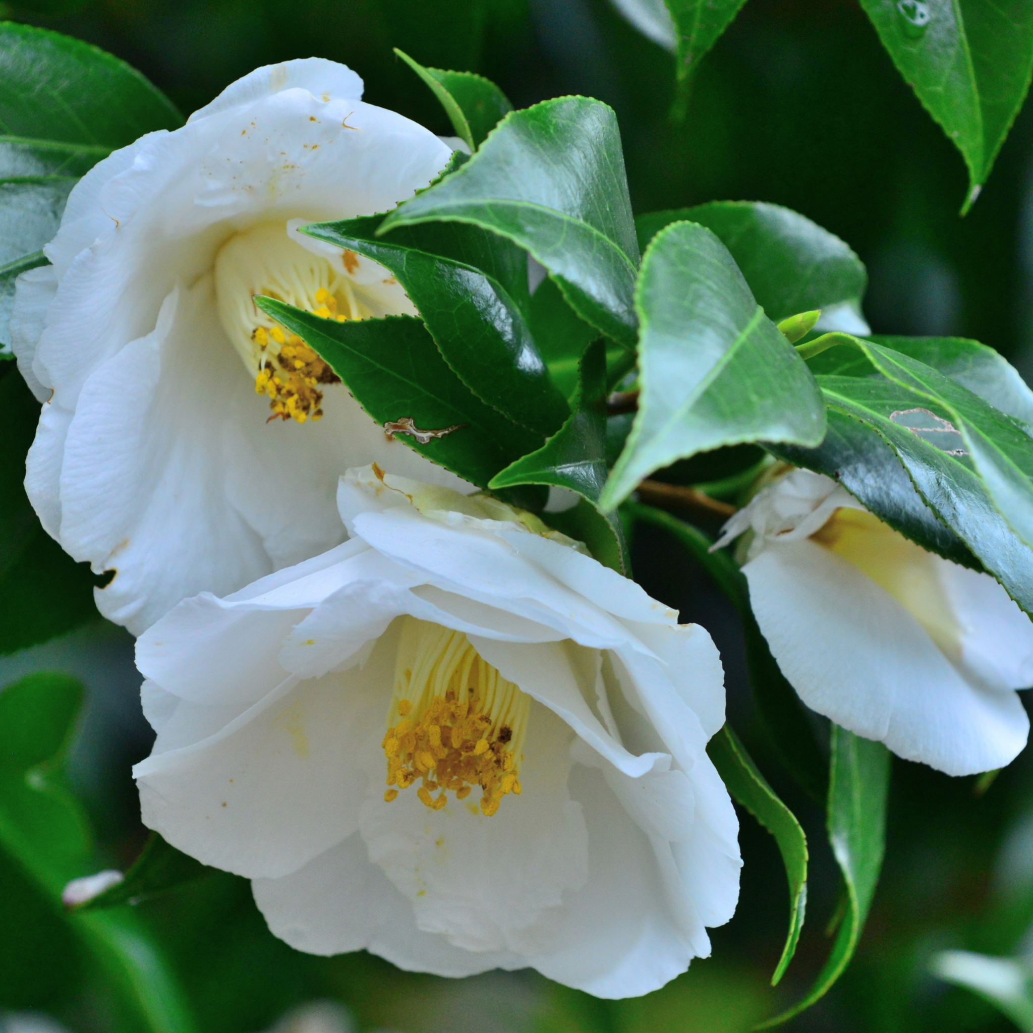 Camellia japonica Lovelight