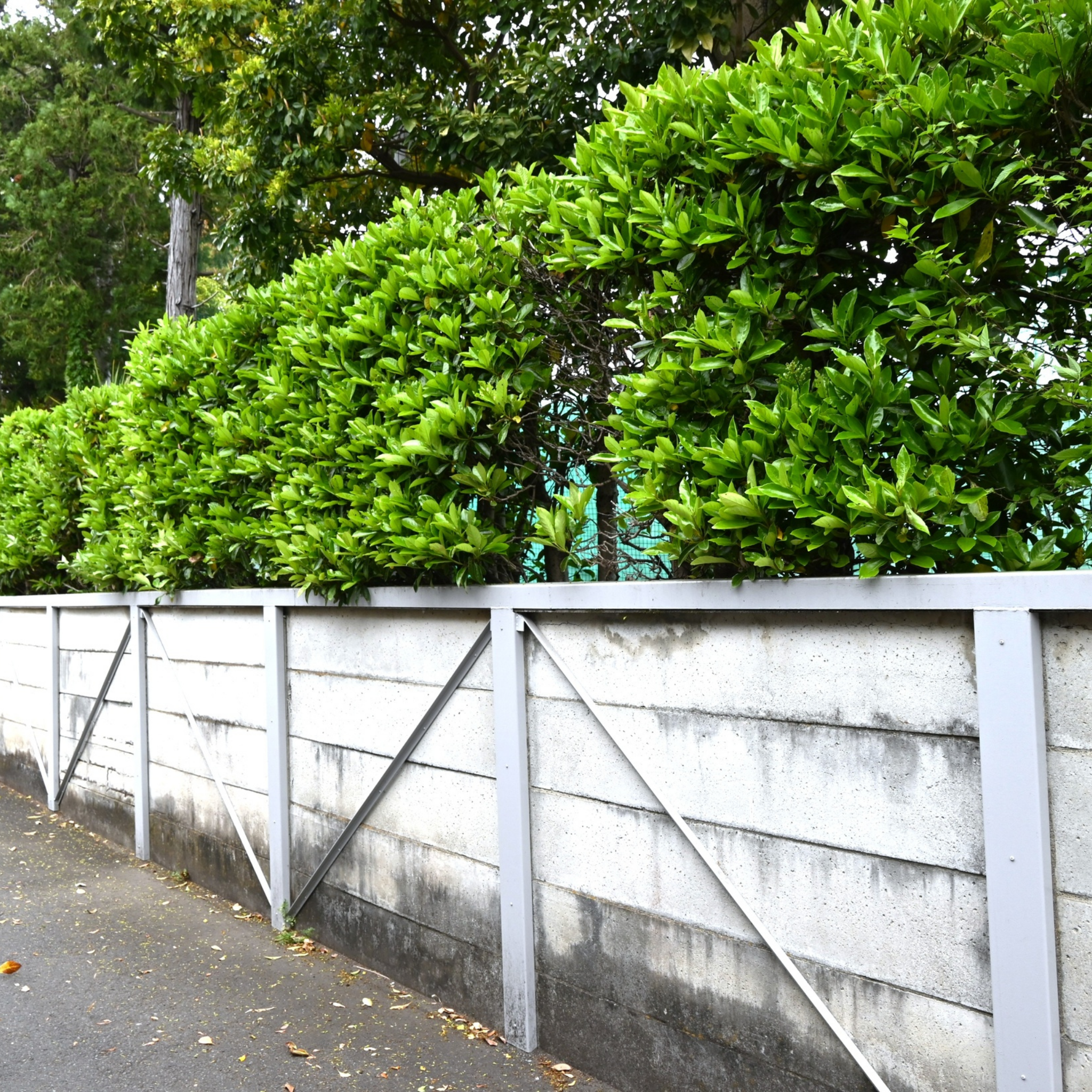 Wooden fence with a gate, surrounded by green bushes and trees.